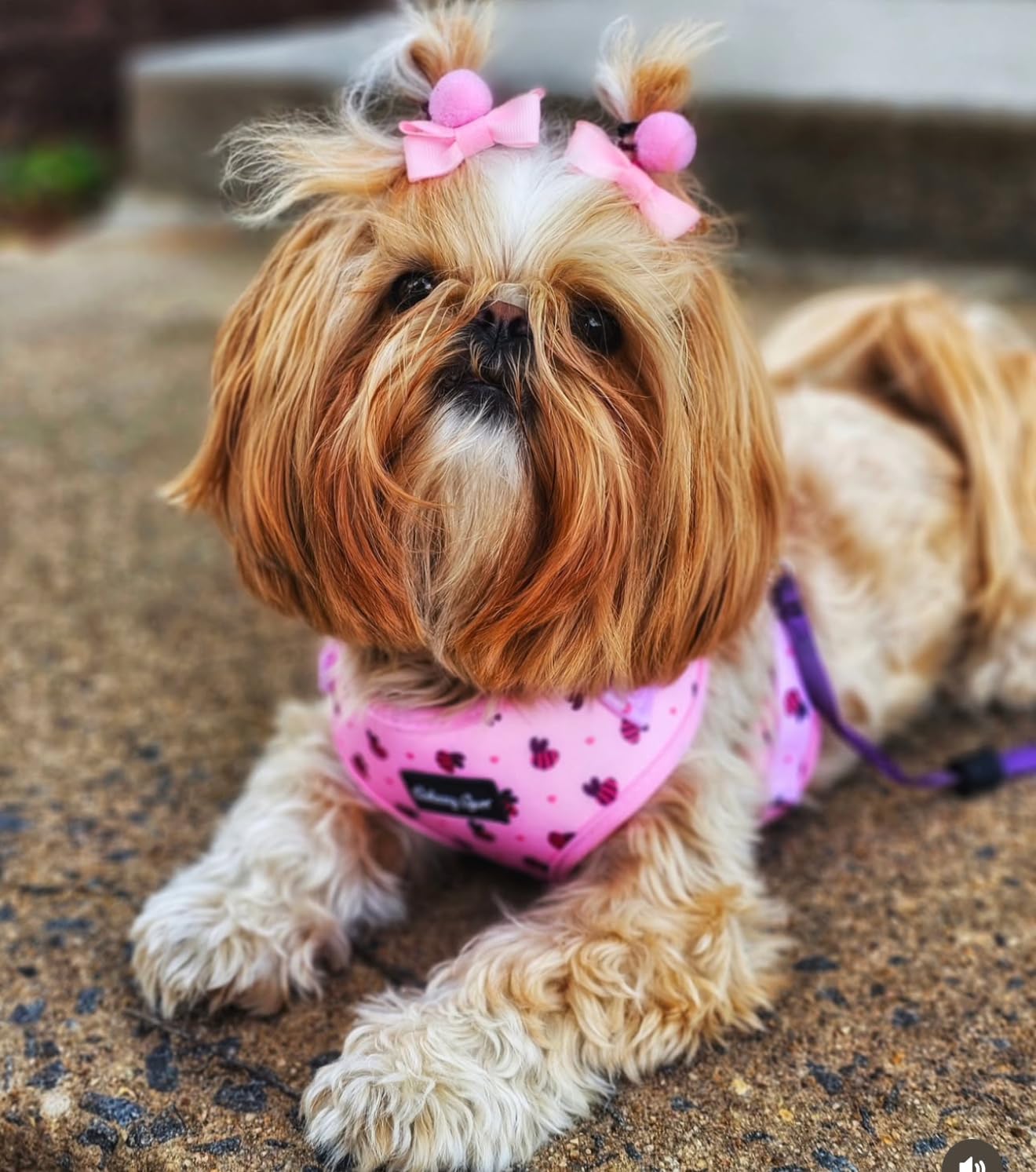 Small Dog Harness and Leash Set – No Pull Harness, Leash, Collar & Poop Bag Holder – Matching Set with Gold Hardware – Breathable, Adjustable, Stylish, and Comfortable for Daily Walks - Pink Bees