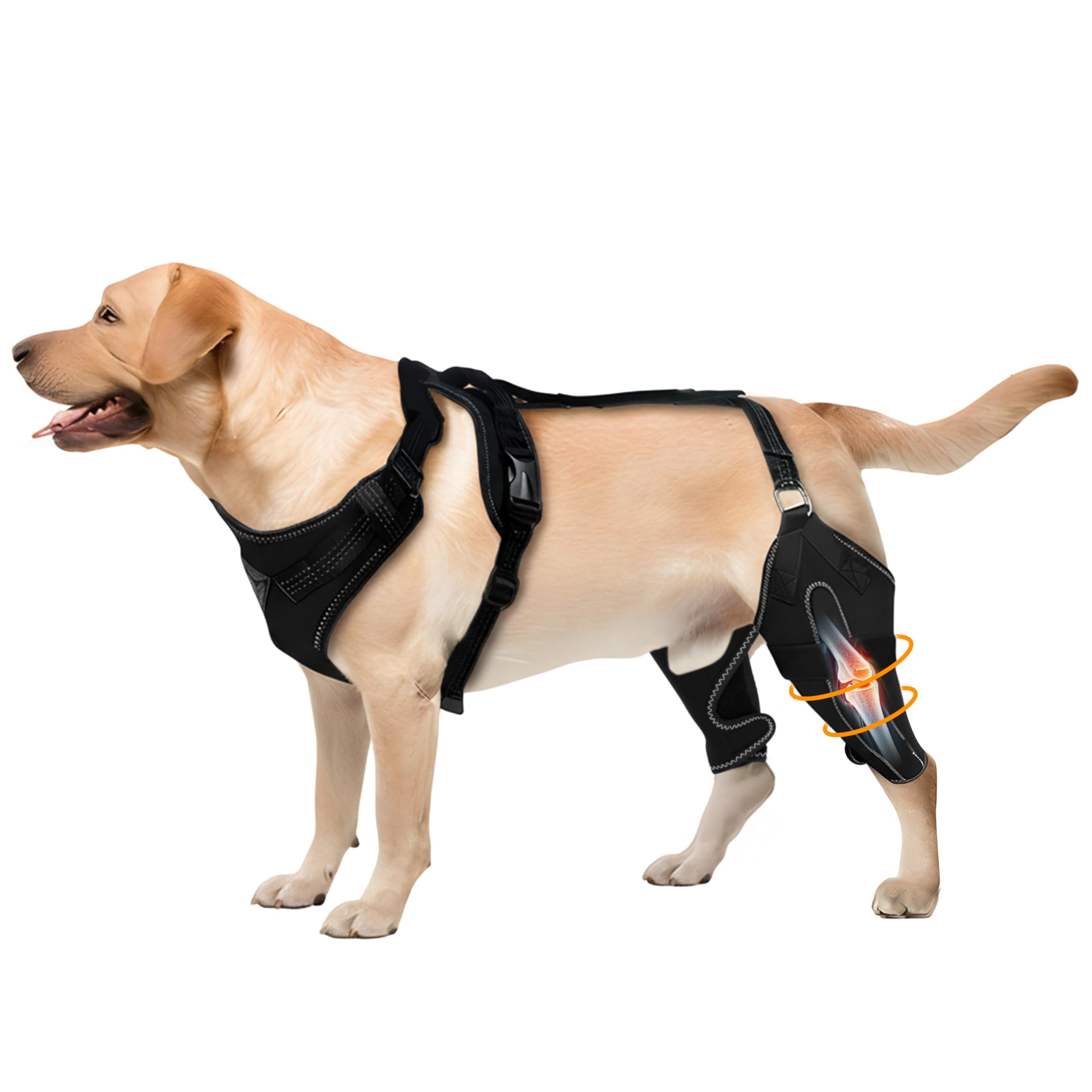 Dog Knee Brace for Rear Leg Support - Adjustable Canine Hinged Back Leg Support Warp with Hip Joint Care Reflective Strap Harness for ACL Arthritis Relief Patellar Luxation Injured Dog (M)