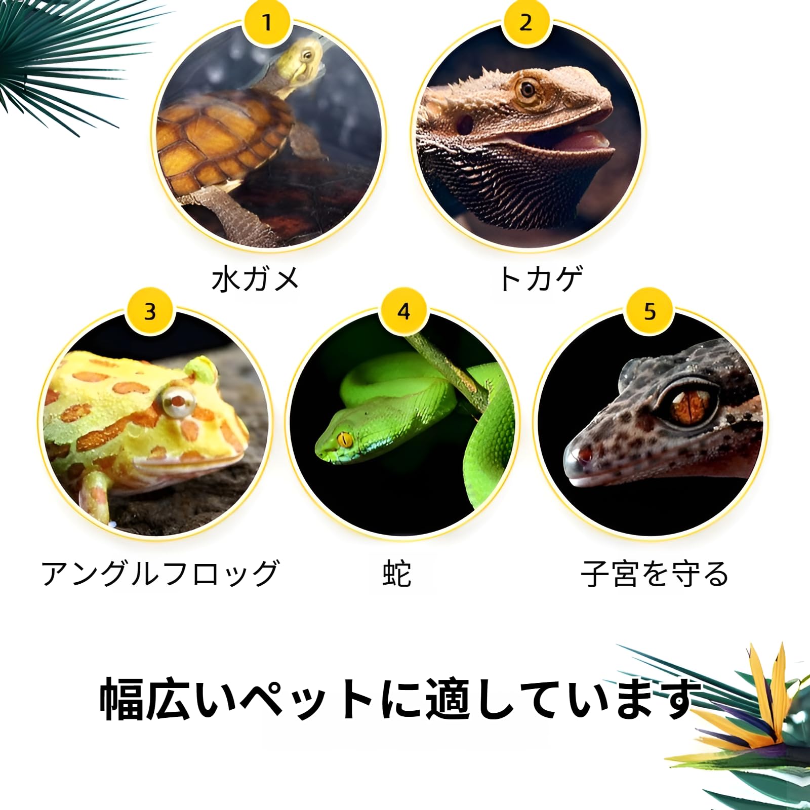 Amazon.co.jp: [Mokcoliy]爬虫類ケージ 透明 グラステラリウム