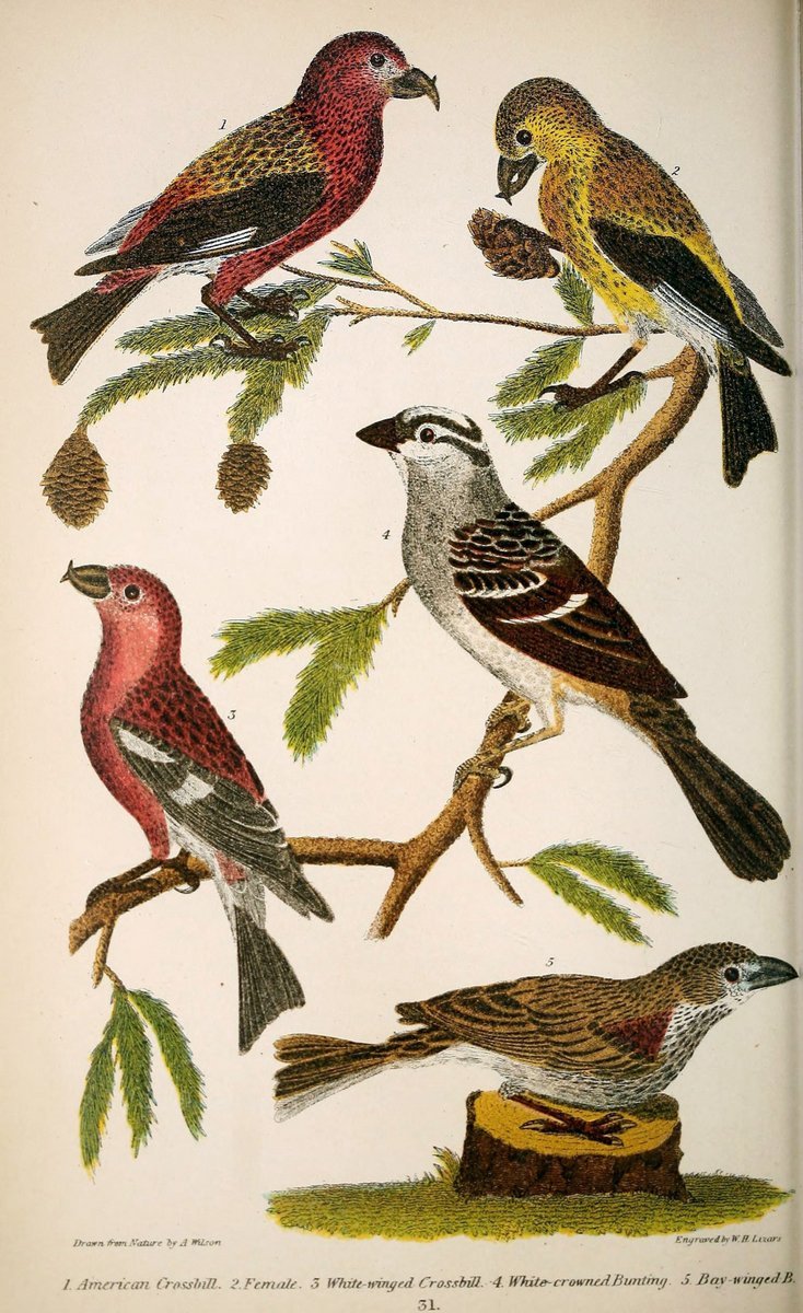 Amazon.com: American Ornithology; or, The Natural History of The