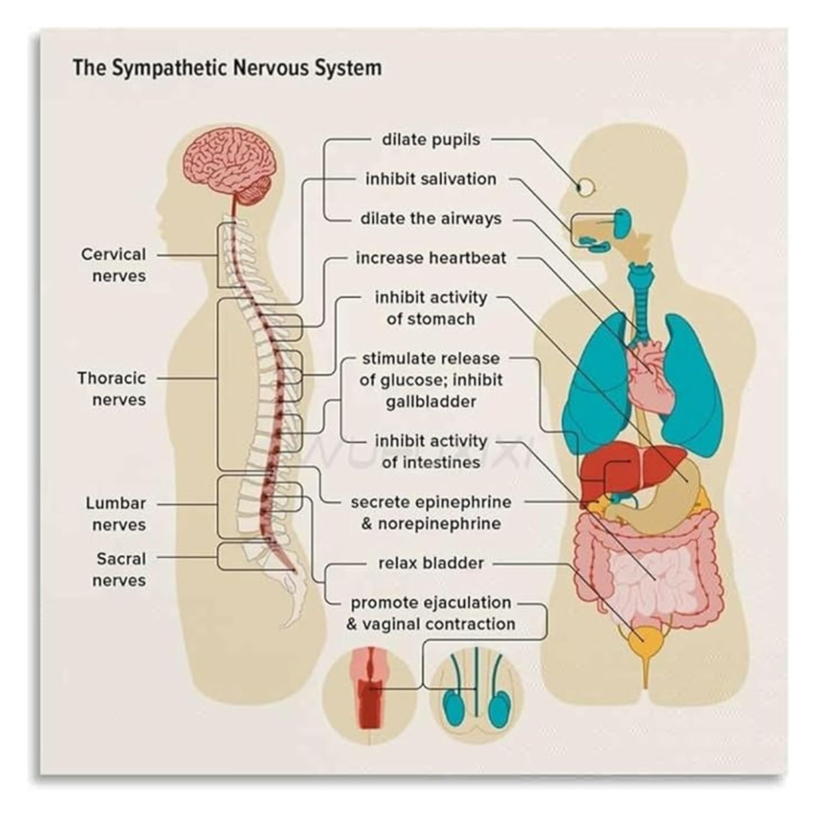 NWPNLXEA Guide to Nervous System Regulation Educational Chart for Mindfulness and Balance Canvas Wall-Art for Yoga Room Decor Framed,16x24inch(40x60cm)