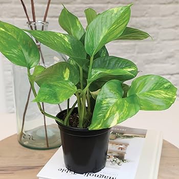 米3LP Various Houseplant - Houseparty Double LP HP003 Houseplant /00660 Houseplant | Shop the Houseparty Double LP – HOUSEPLANT