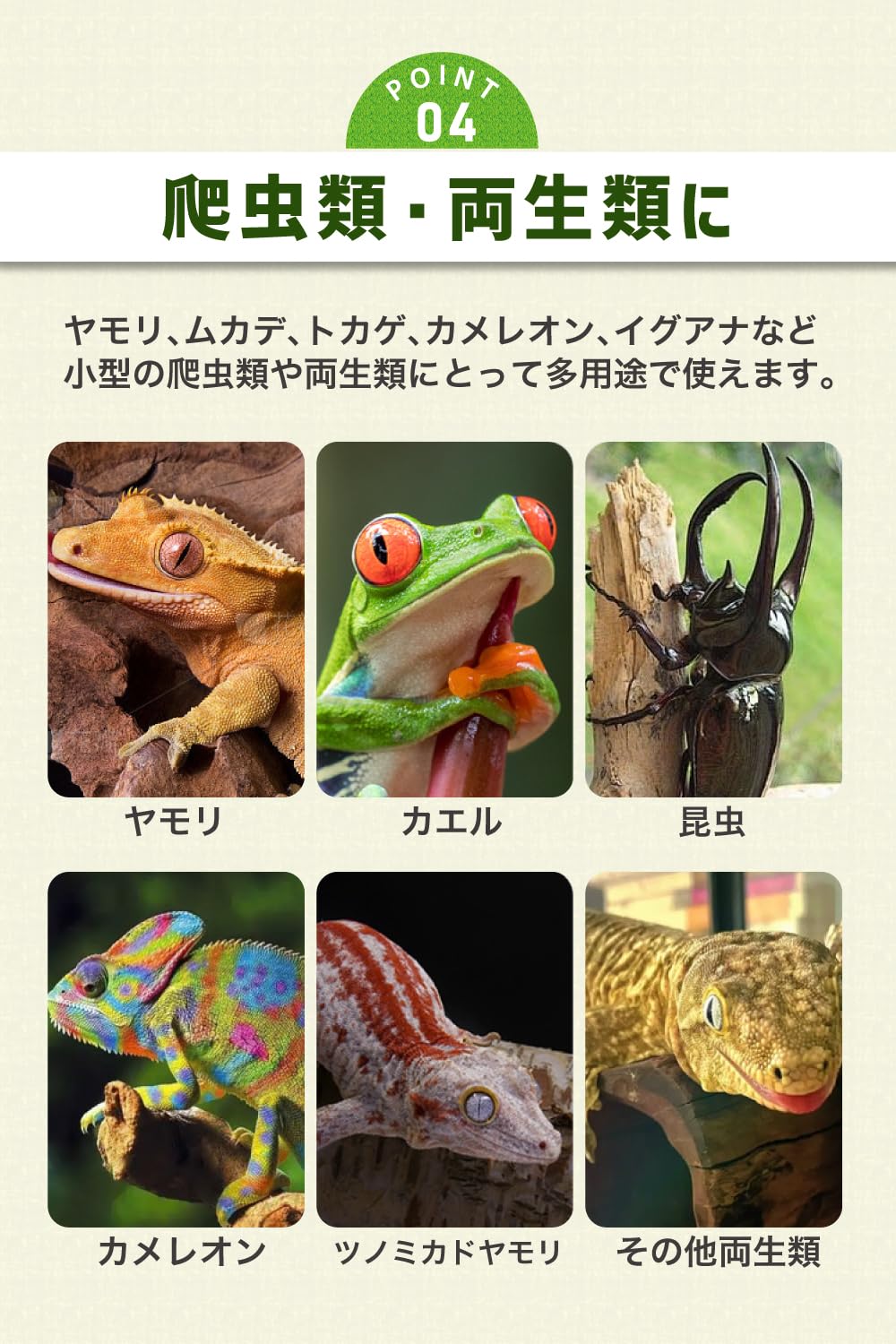 Amazon | 【強力磁石でズレない】 爬虫類 両生類 餌入れ 水入れ 飼育用 Amazon | 【強力磁石でズレない】 爬虫類 両生類 餌入れ 水入れ 飼育用