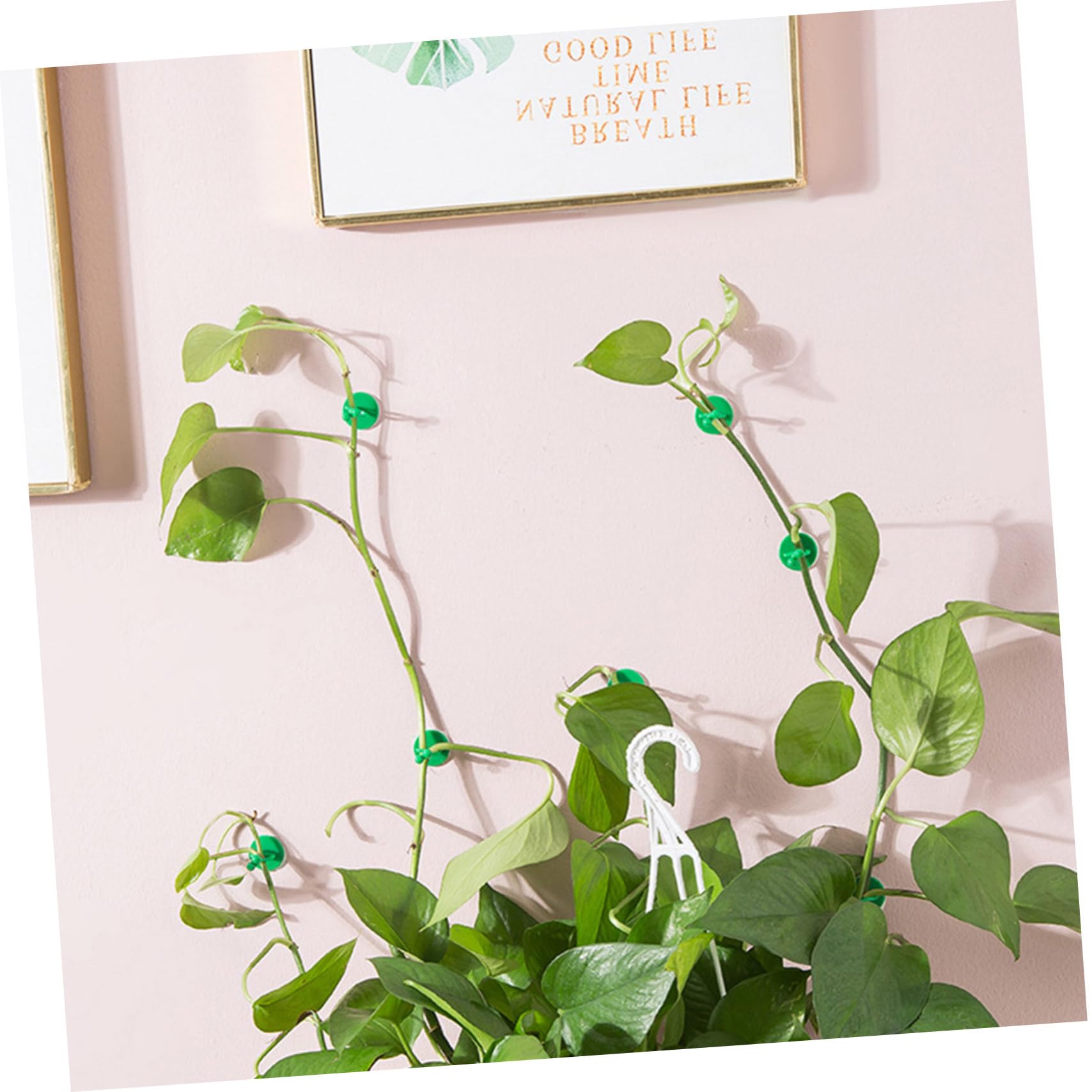 Sosoport 5 Sätze Kletterclip Für Pflanzen Hängender Pflanzer Hängende Künstliche Pflanzen Steht Tomatenpflanzenklammern Klebriger Rebenstützhaken Wand Gartenclips Green Abs 50 Stück * 5