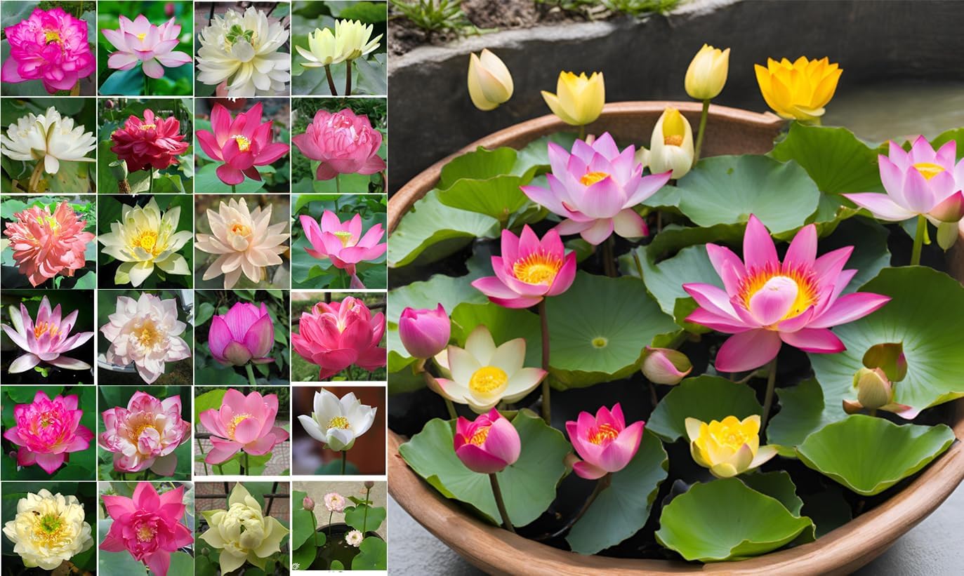 10 Sacred Lotus Seeds for Planting in Water Mixed Flower Color Pink Red White Yellow Multicolor Aquatic Nelumbo nucifera Bonsai Bowl Lotus Seed Ponds Water Feature Gardens Water Lily (10, Lotus Seed)