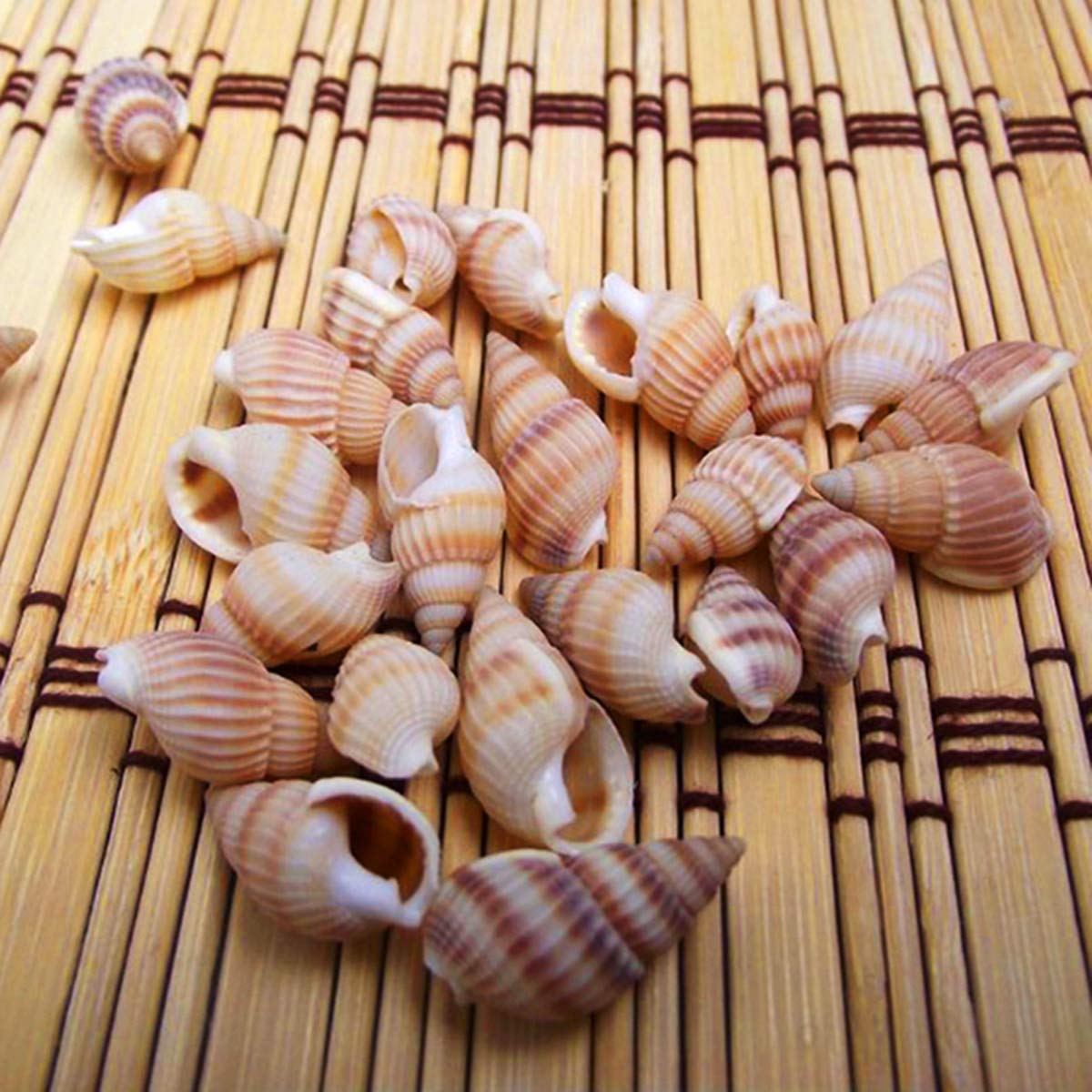 20 Conchiglie Naturali Capesante Bianche Per Decorazioni Fai Da Te, Acquari E Centrotavola – Dimensioni Miste 2,5-7,6 Cm