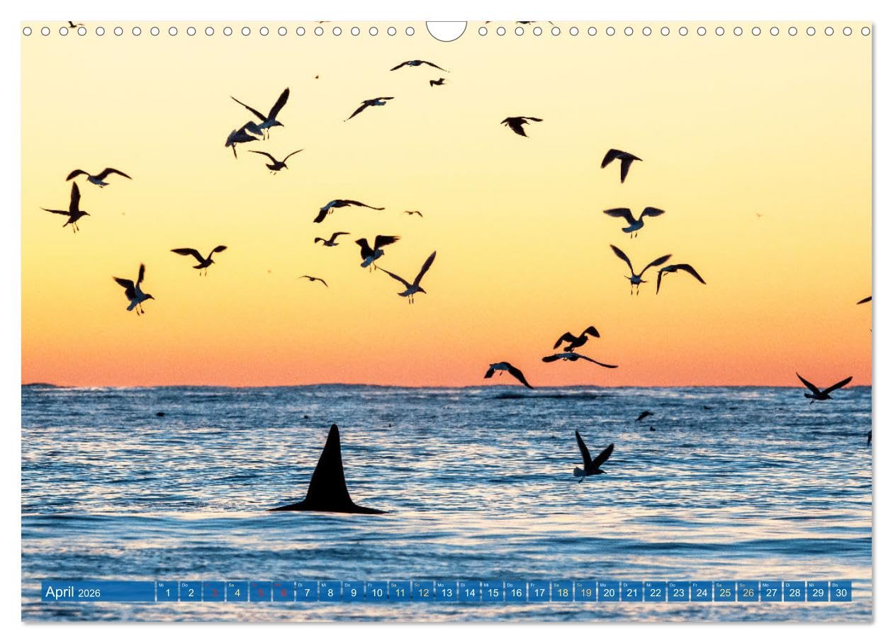 Orcas: Schwarz-weiße Giganten (Wandkalender 2026 DIN A3 quer), CALVENDO Monatskalender: Orcas: Majestätische Meeresakrobaten (CALVENDO Tiere)