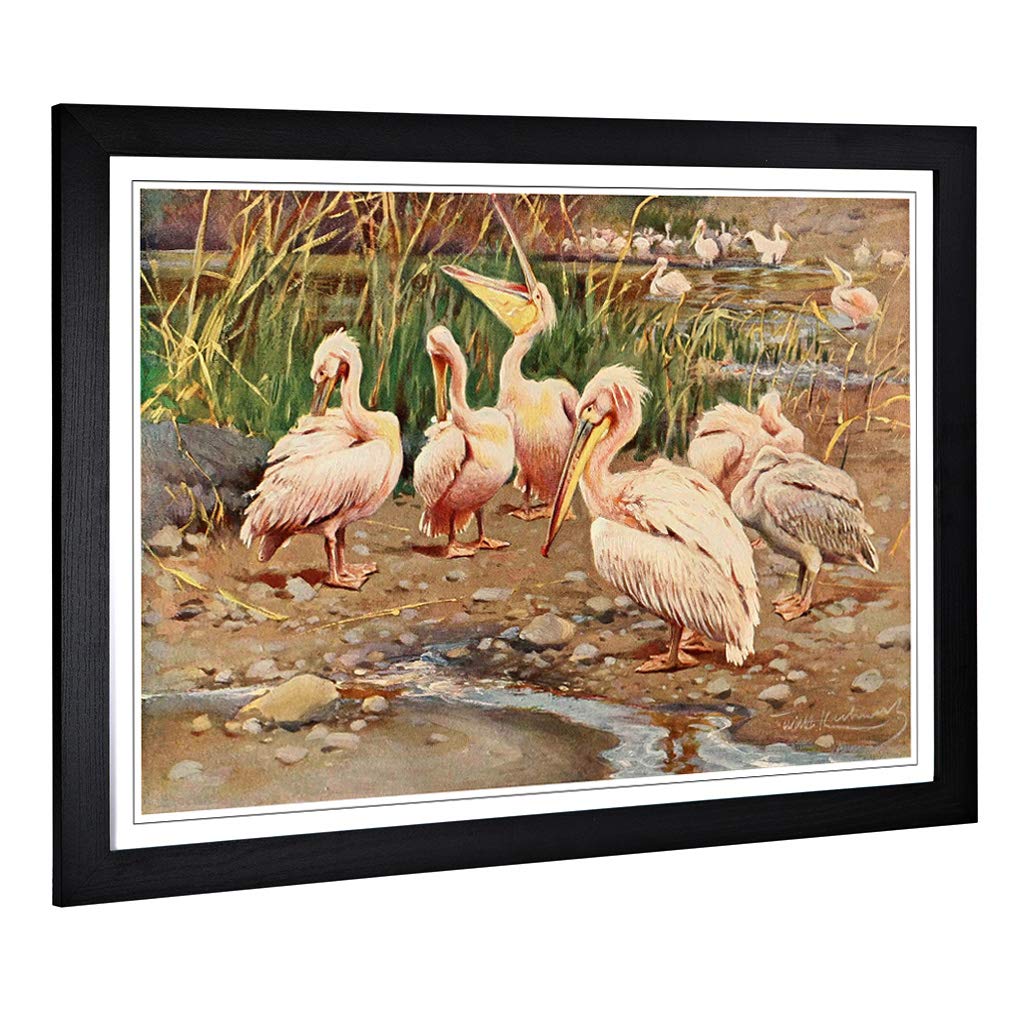Big Box Art Framed Print of Vintage W Kuhnert White Pelican Design | Wall Art Picture | Home Decor for Kitchen, Living Room, Bedroom, Hallway, Black, A2 / 24.5x18 Inch / 62x45cm