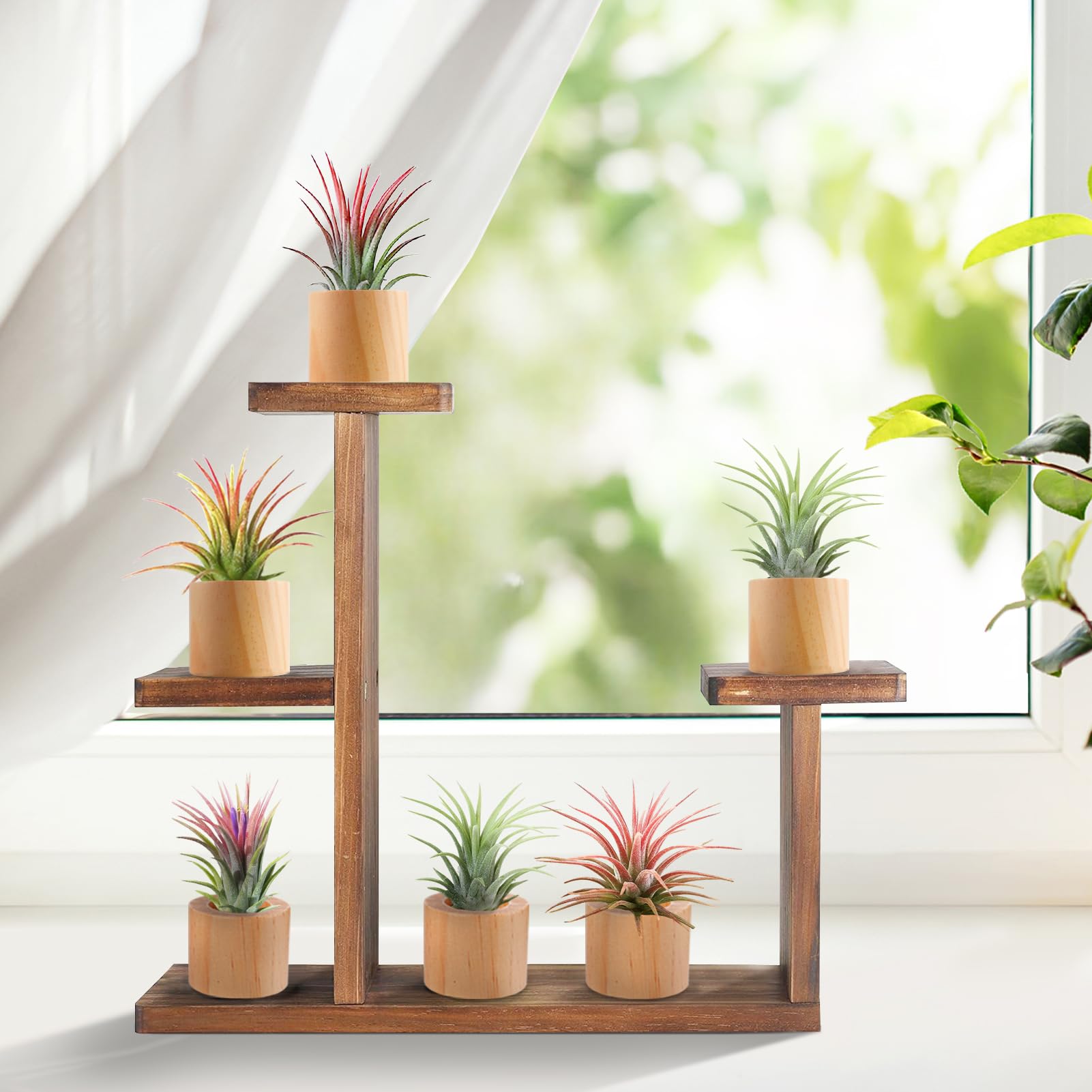 Set Mit 6 Holz-Luftpflanzenhaltern – Rustikal, Innendurchmesser 3 & 3,6 Cm, Für Deko