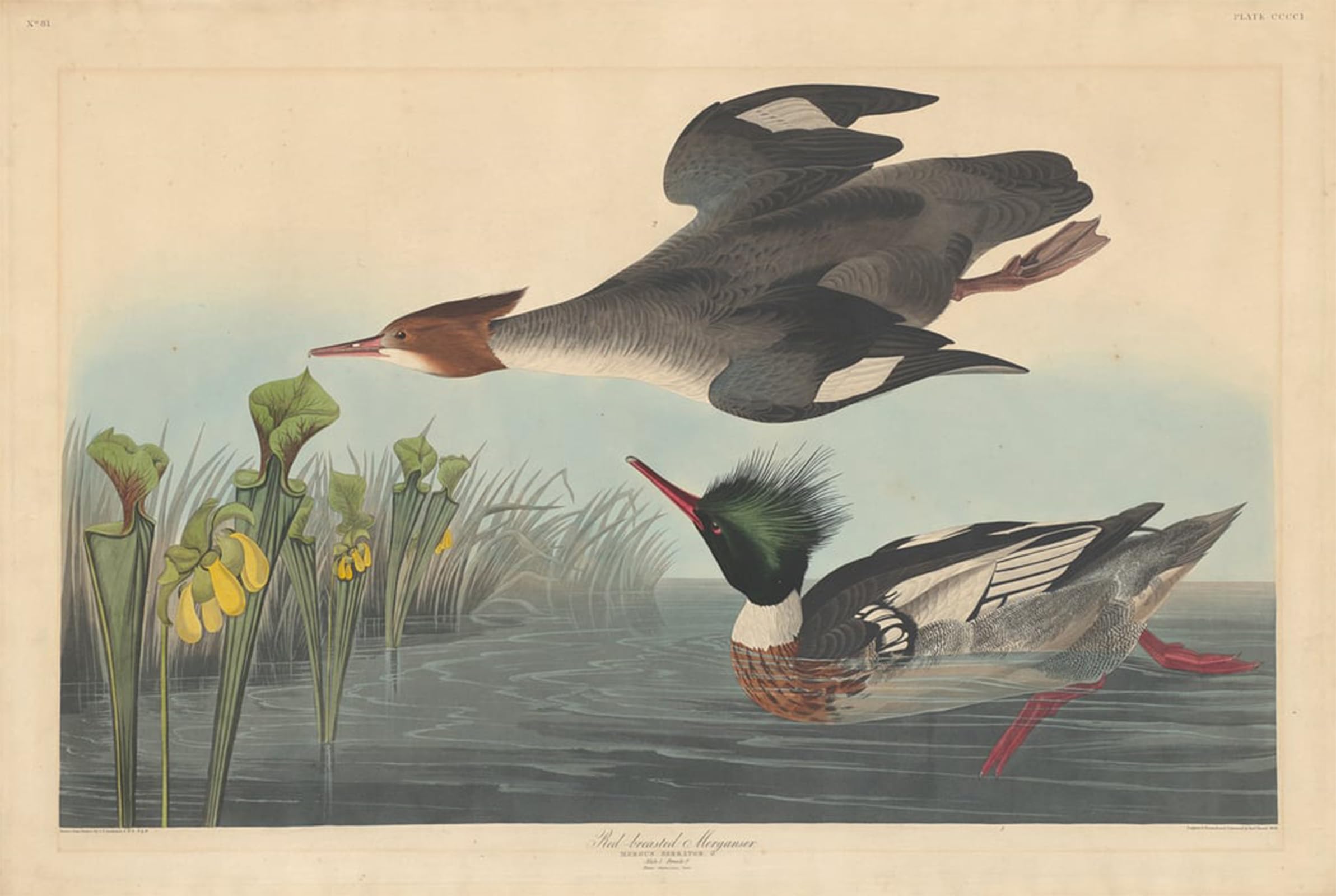 ARTXLXXBN Famous Painting Canvas Artwork Graffiti Print Red breasted Merganser by John Jamess Audubon Portrait Canvas Image for Home Decor 60x90cm