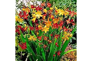 Pack 50 Mix Crocosmia Bulbs for Planting