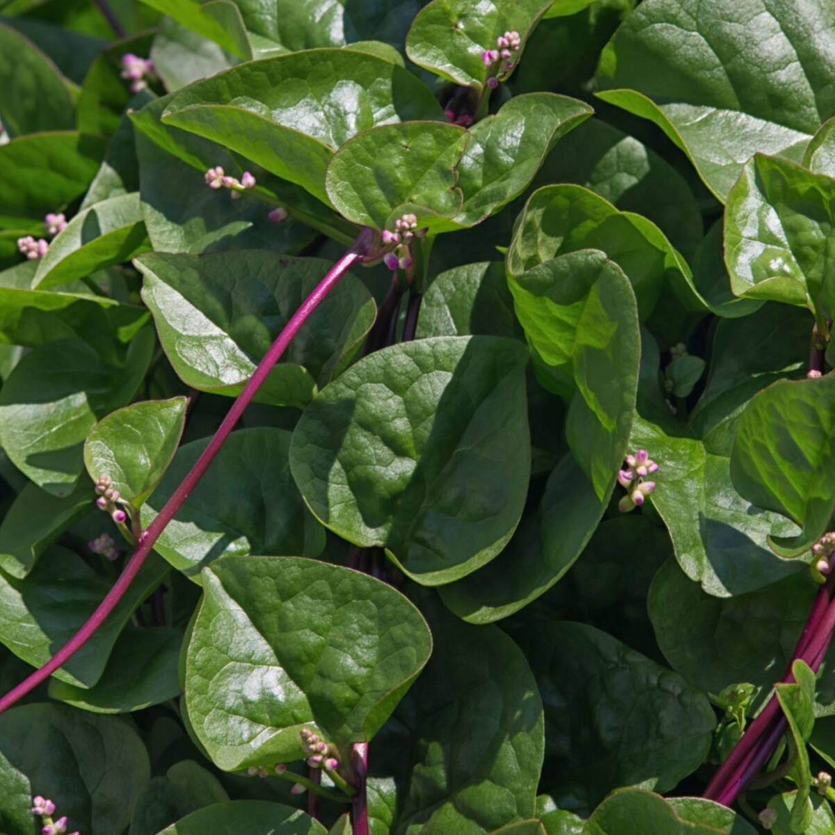 See full amazon price history chart for Planthub Red Stem Malabar Spinach Vegetable Seeds - Pack of 30 Seeds. Planthub Red Stem Malabar Spinach Vegetable Seeds - Pack of 30 Seeds. (B0BSNGR32J) Amazon Price History, Amazon Price Tracker