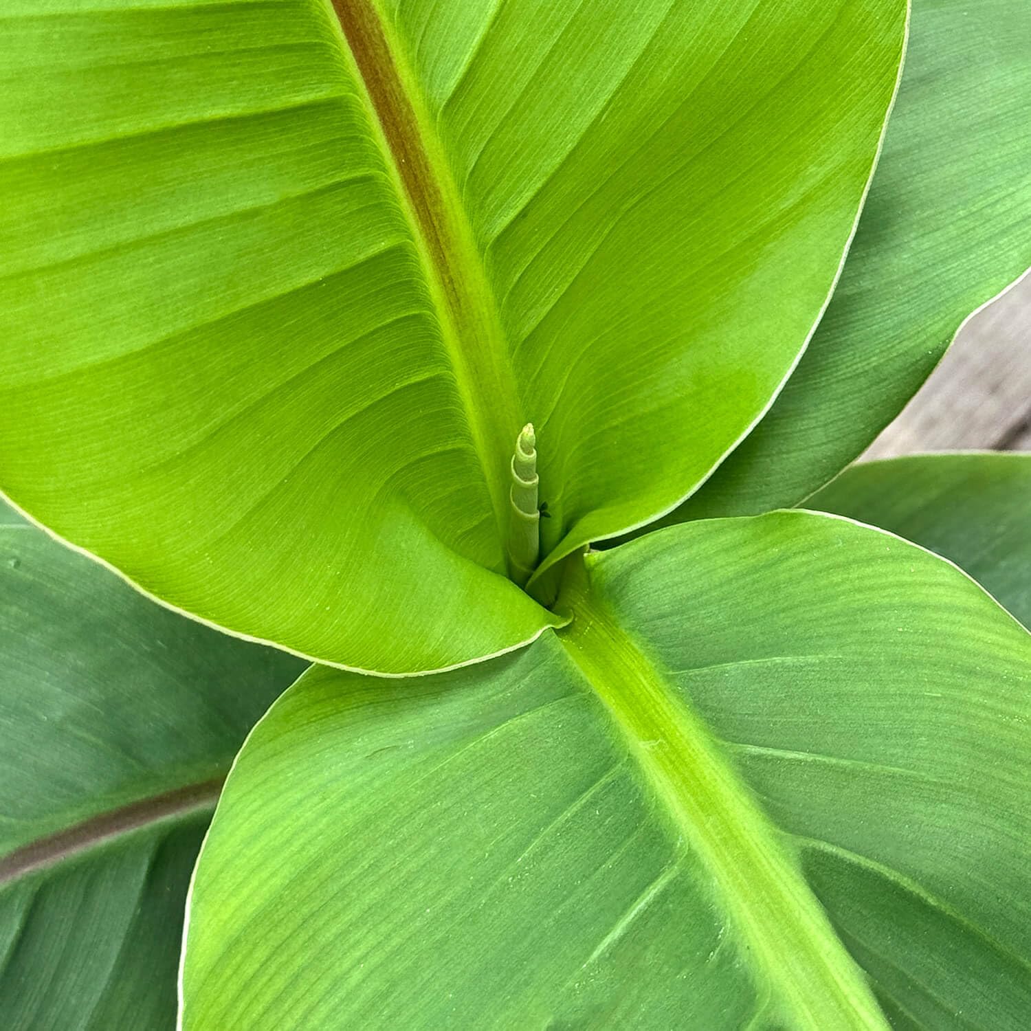 Bloomify Bananenpflanze "Bob" | 40 bis 60 cm groer bedingt winterharter  Bananenbaum | pflegeleichte Banane Musa Basjoo fr Balkon, Terasse oder  Garten | Bananen-Frchte sind essbar : Amazon.de: Garten