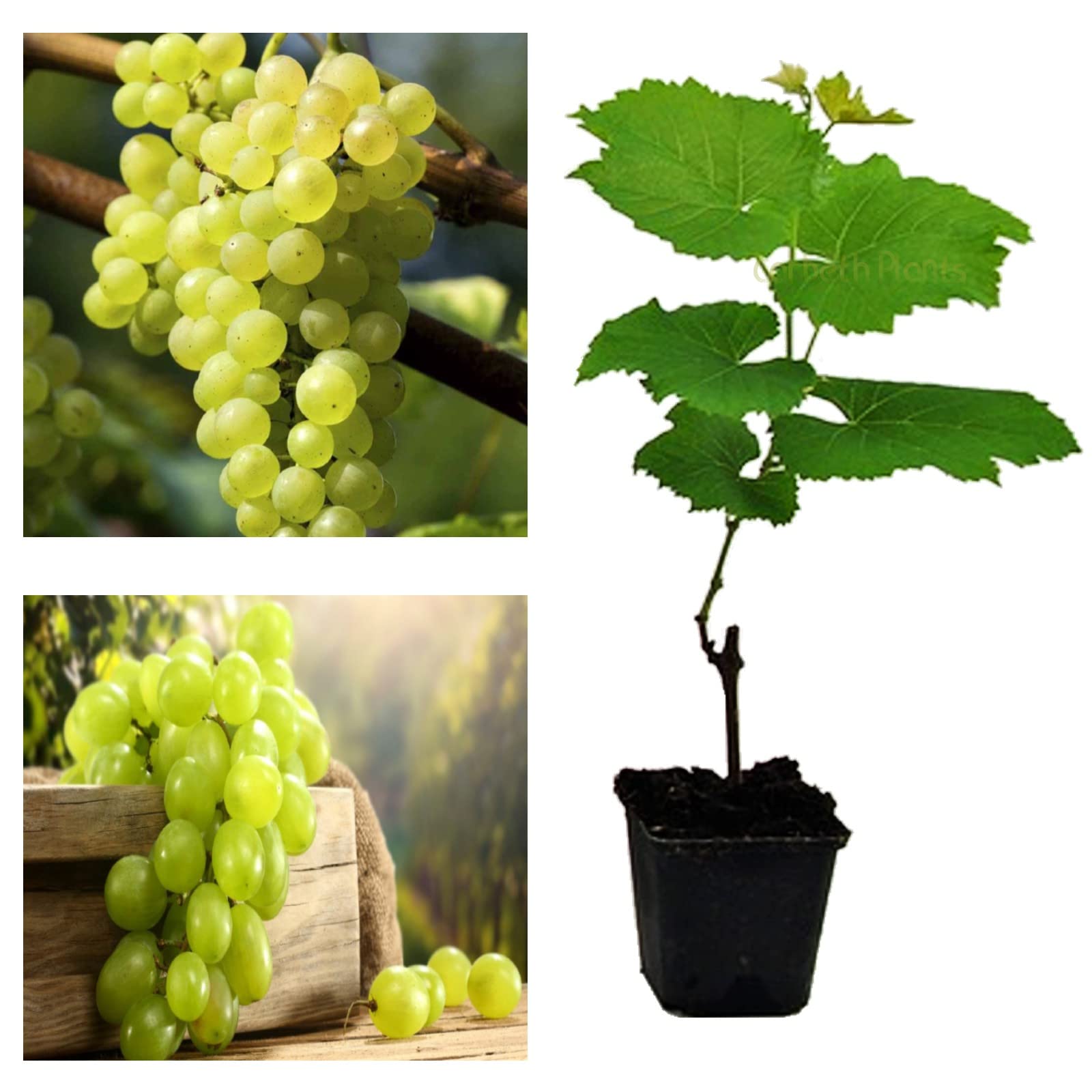 Grape Plant 'Phoenix' High Yielding Large Plant in 9cm Pot - Grape Vine - Vitis Grapes (Regular Packaging)