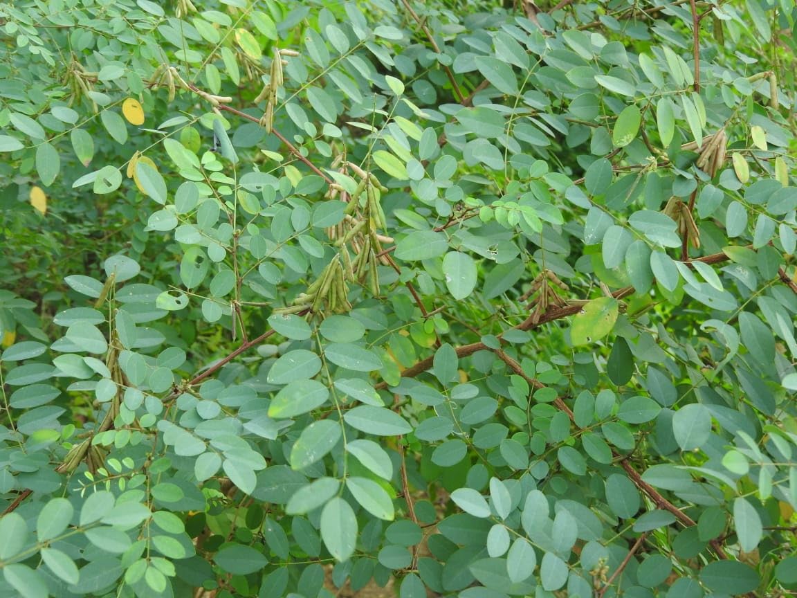 Neelamari/Indigo Plant Seed/Indigo Flowering Seed For Home Garden Terrace - Pack of 20-image-16