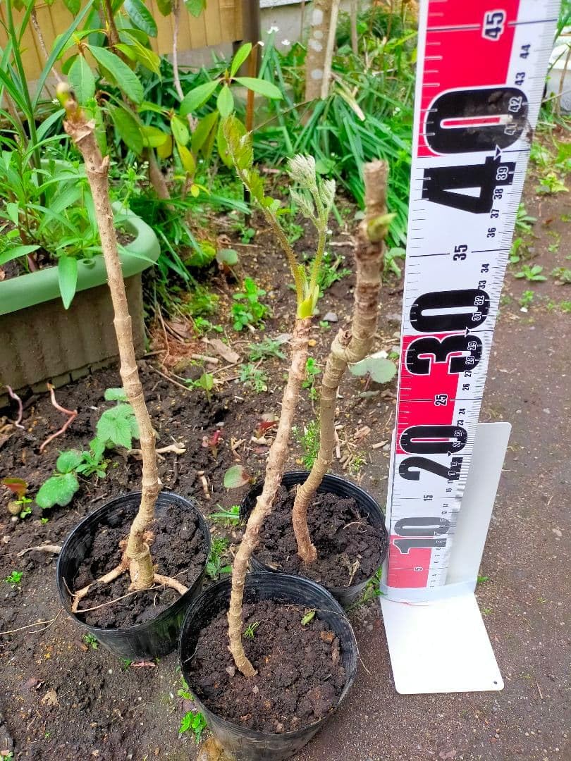 天然無農薬タラの芽苗木３本から相談可 Amazon.co.jp: 天然 タラの芽苗木3本から相談可 : DIY・工具・ガーデン