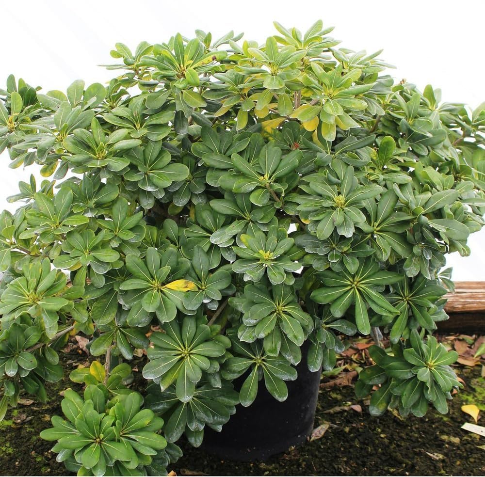 king protea plant King Protea Seeds ~ Bouquets ~ Plants ~ Rare ~ Grow Your Own ~Tropical –  Your Plant Bitch main image 1