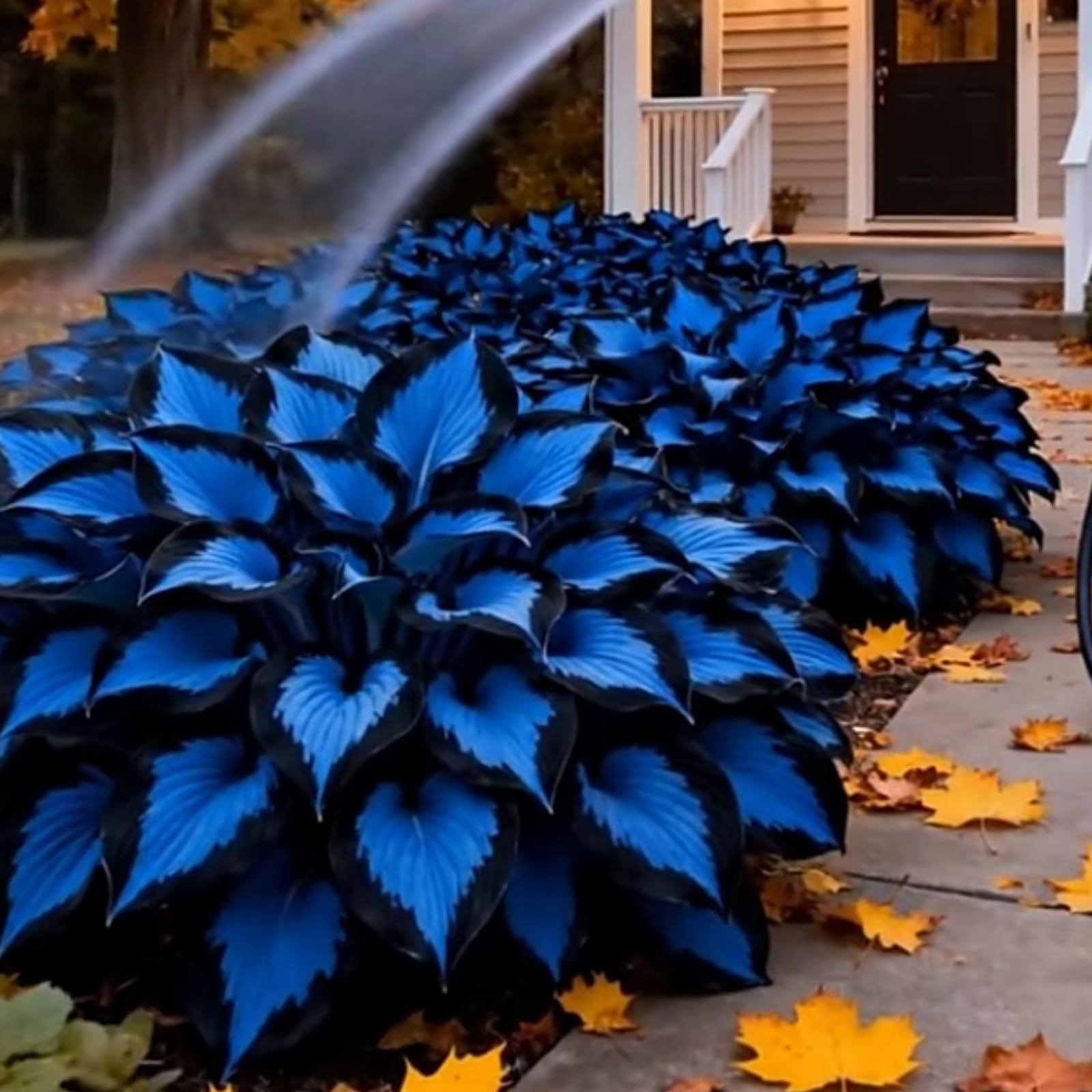 Perennial/Midnight Blue Heart Hosta Bulbs,Suitable for Shade Planting,Low Maintenance,Excellent Display-4bulbs-G