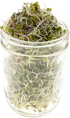 Miniatura 3 de Mezcla picante para germinar | Contiene semillas de trébol tierno, rábano y carmesí para germinar | Semillas de reliquia sin OMG | Bolsa resellable