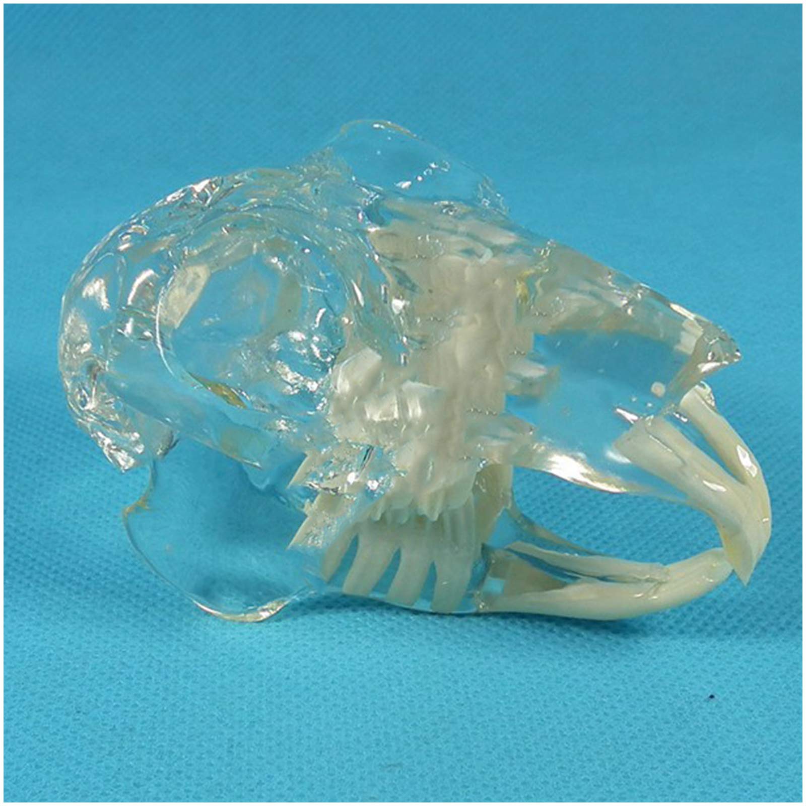 Sjdopulse A Nimal Natomy Rabbit Skull Model - Rabbit Skull Jaw Bone Model - Medical Natomical Rabbit Tooth Model - For Veterinary Teaching Study Tools, Lab Supplies (A)