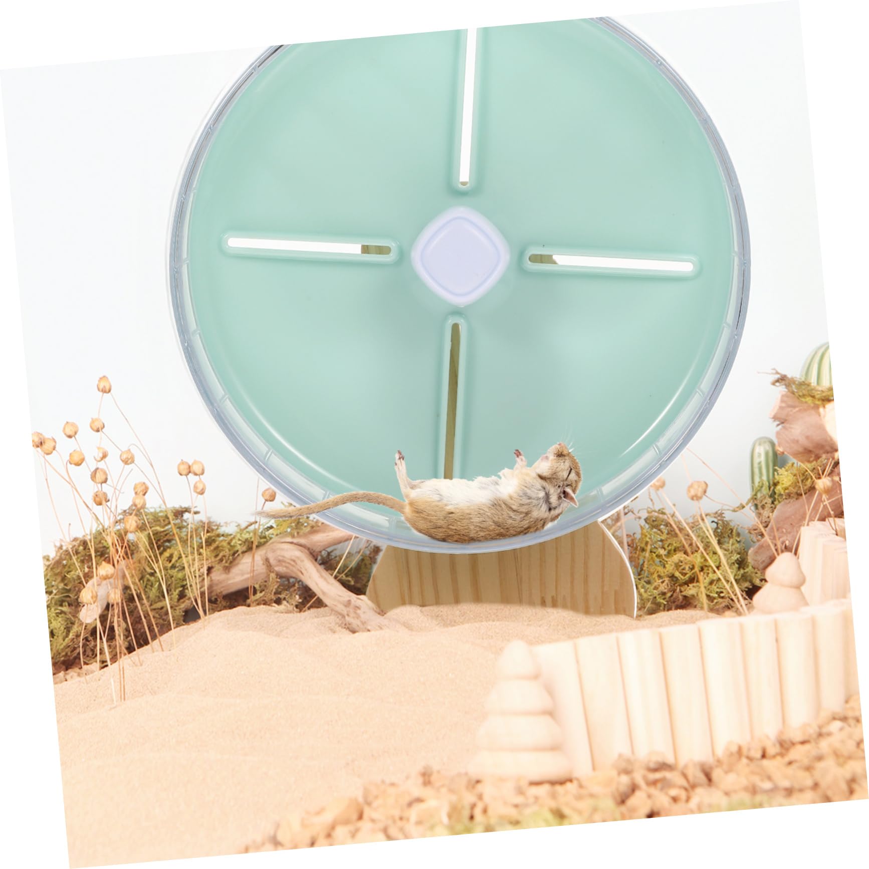 Roue Décorative Stable pour Chinchilla Jouet Dexercice pour Petit Animal De Compagnie
