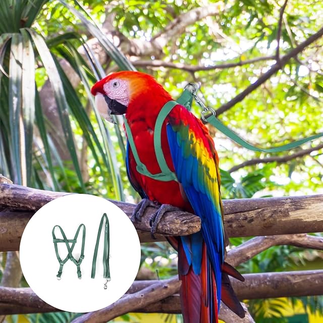 Foto 6 de 8 de Arnés para Loro y Pájaro, Correa Ajustable Antimordeduras en Nailon