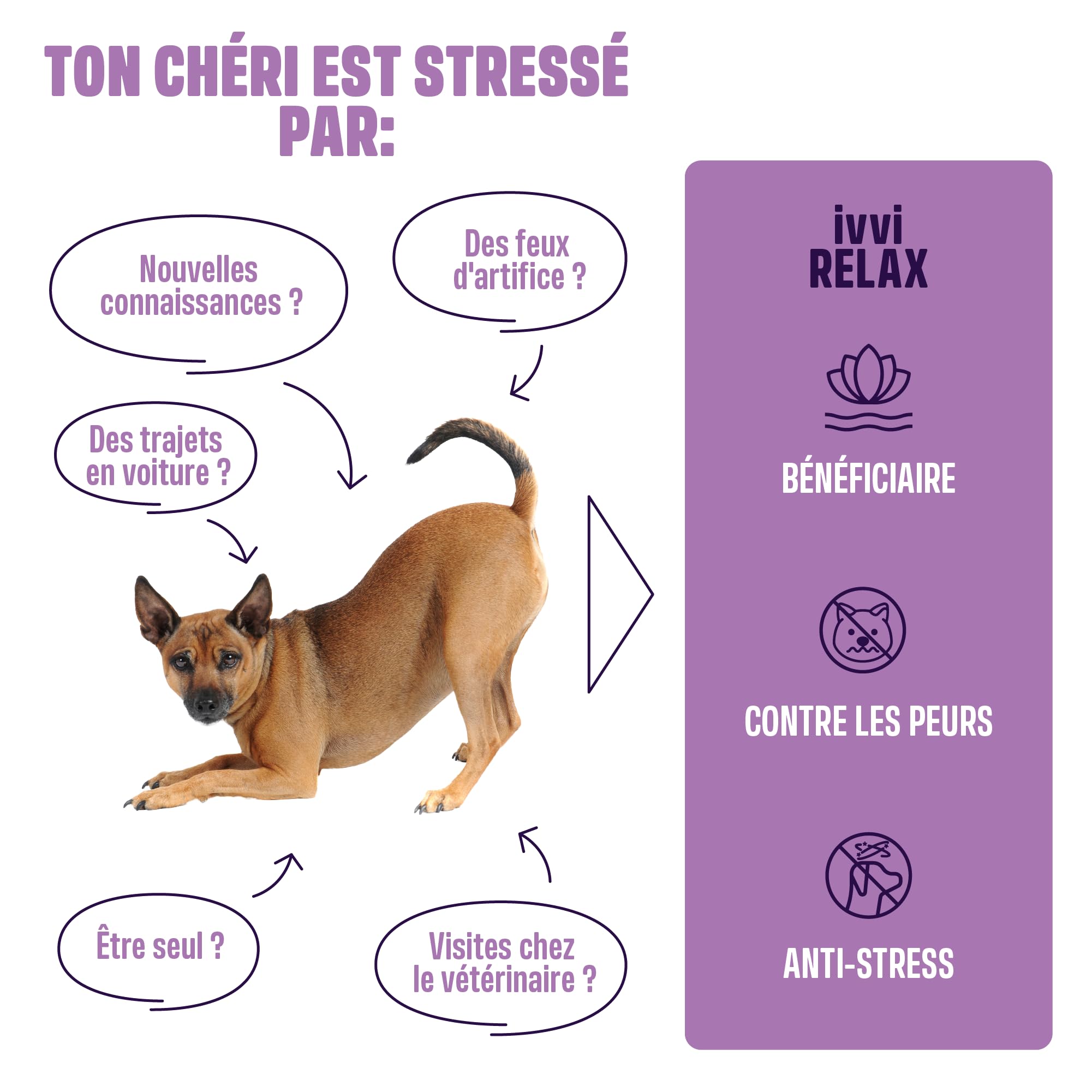 ivvi Relax Calmant pour Chiens - Formule avec L-Tryptophane en Cas d'Anxiété, de Stress et pour se Calmer - 60 Délicieuses Friandises au Poulet