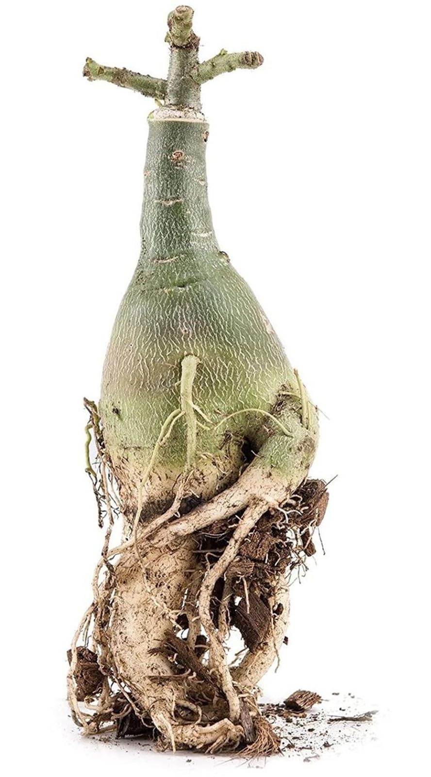 Wüstenrosen Zwiebeln Winterhart - Mehrjährige Zierpflanzen Für Innen & Außen