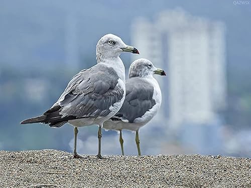 QAZWSX Gaviota Birds - Kit de pintura de diamante 5D para adultos y niños, pintura de diamante para decoración de pared del hogar, 11.8 x 15.7 in,