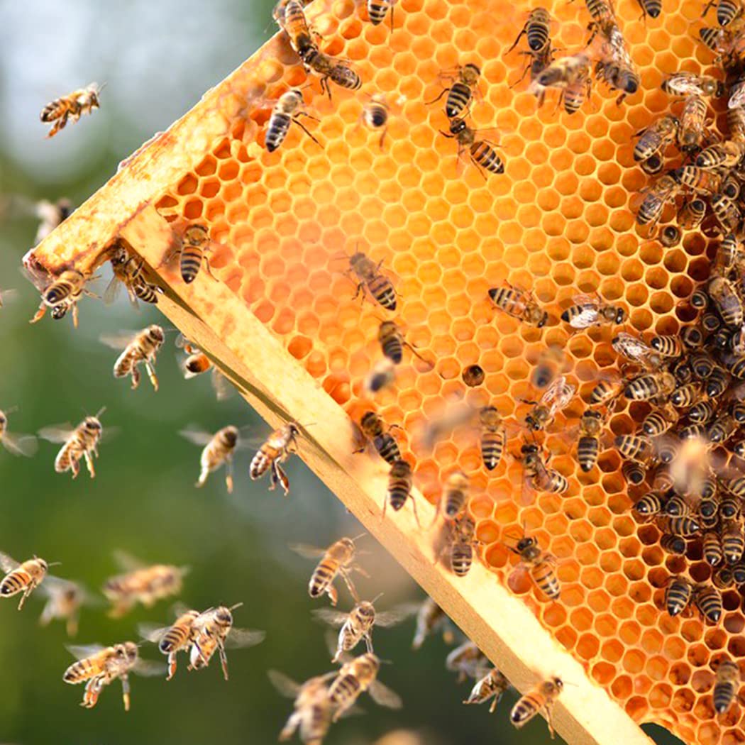 MayBee Medium Super Beehive Frames with Wax Foundations, 10 Pack Honey Bee Frames with 100% Beeswax Coated Food Grade Foundation Sheets, 6-1/4-Inch (Yellow) - Image 5