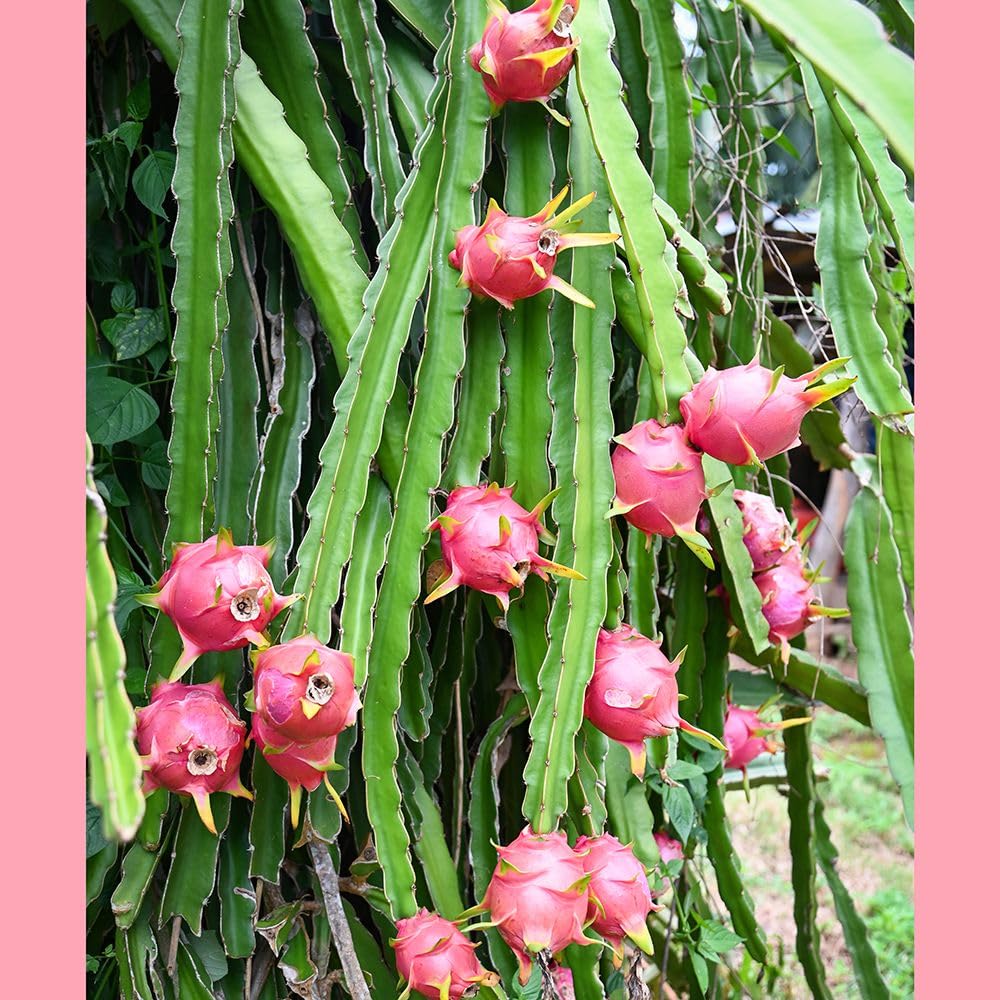 Dragon Fruit Plant, Live Tropical Cactus, Pink Pitaya Fruit Bearing, Pack of 4