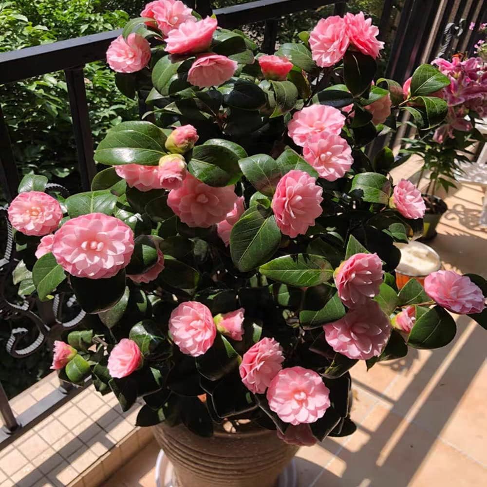 50+ Seeds- All Seasons Exotic Pink Camellia Flowers Seeds For Gardening Home Garden Seeds (B0CD89J8PT) Amazon Price History, Amazon Price Tracker