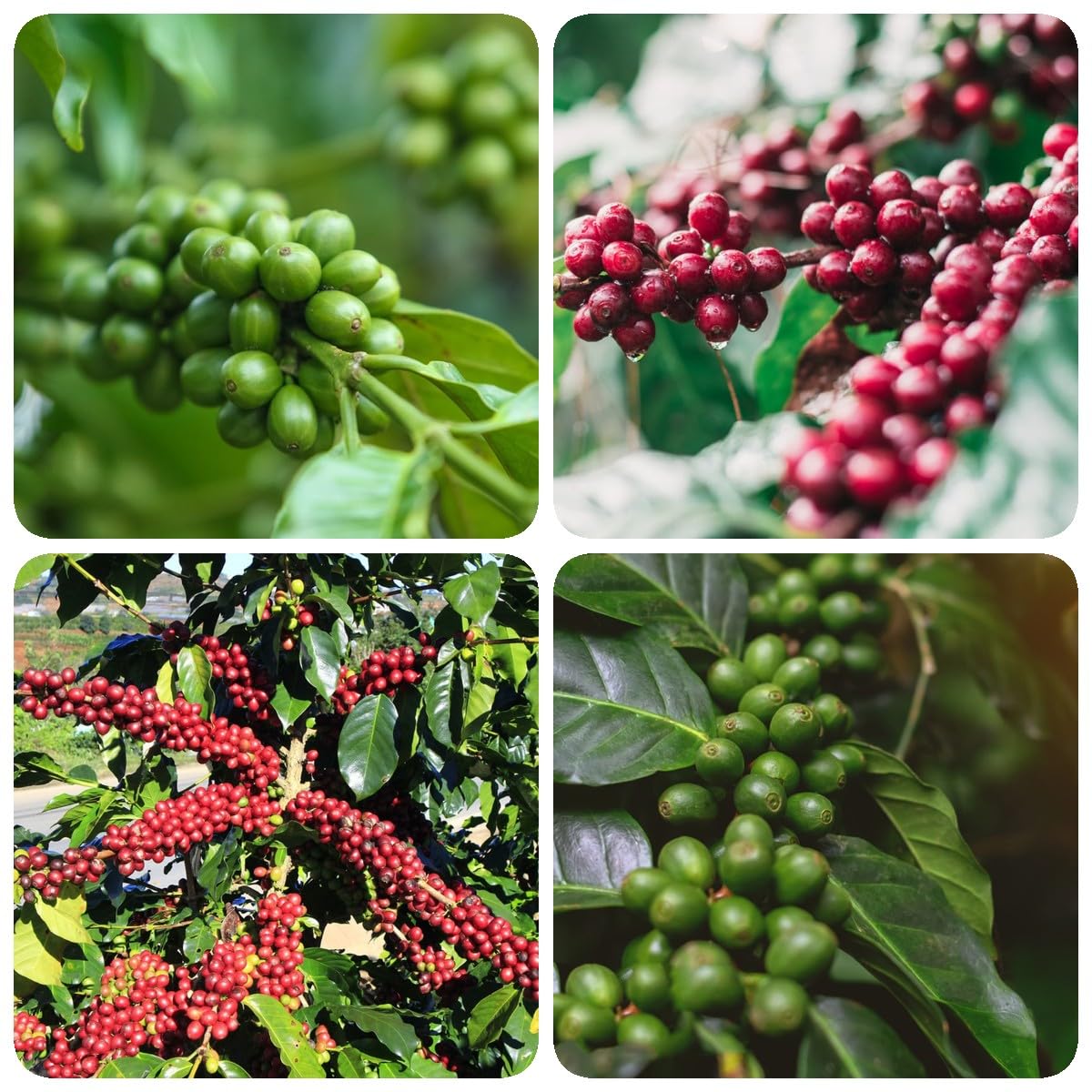 8 pcs Kaffeepflanze samen - Coffea arabica - winterharte stauden, samen  balkon, Kaffee samen, bonsai samen, samen geschenk plants, outdoor pflanzen  garten, nachhaltige geschenke fr : Amazon.de: Garten