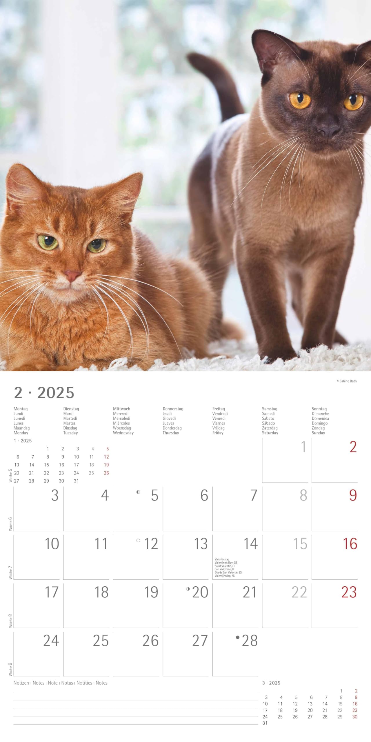 Alpha Edition - Katzen 2025 Broschürenkalender, 30x30cm, Wandkalender mit Platz für Notizen und Termine, schöne Motive von Katzen, Monatsübersicht und Ferientermine DE/AT/CH