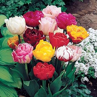 JBA Tulip Bulbs Double Mixed (20 Bulbs) Autumn Planting/Spring Flowering Bulbs