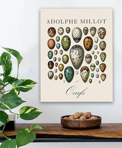 Miniatura 4 de Eggs - Oeufs Vintage Illustration by Adolphe Millot - Vintage Egg Wall Art for Kitchen and Dining Room, Science Room Educational Print, Great