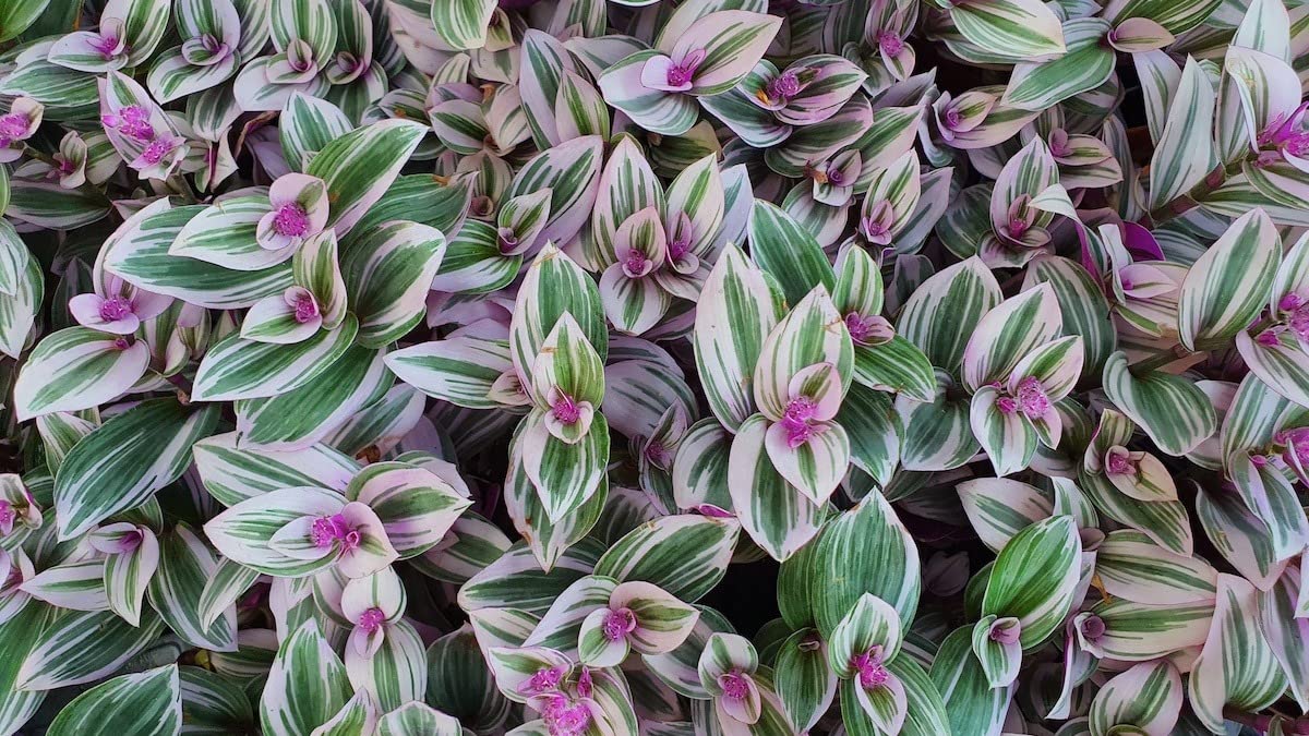 MANISHAS DAFFODILS Wandering Jew/Inch Plant/Tradescantia Zebrina/Hanging Indoor Air-Purifying Plant In Grow Bag (B0BYV89VMJ) Amazon Price History, Amazon Price Tracker