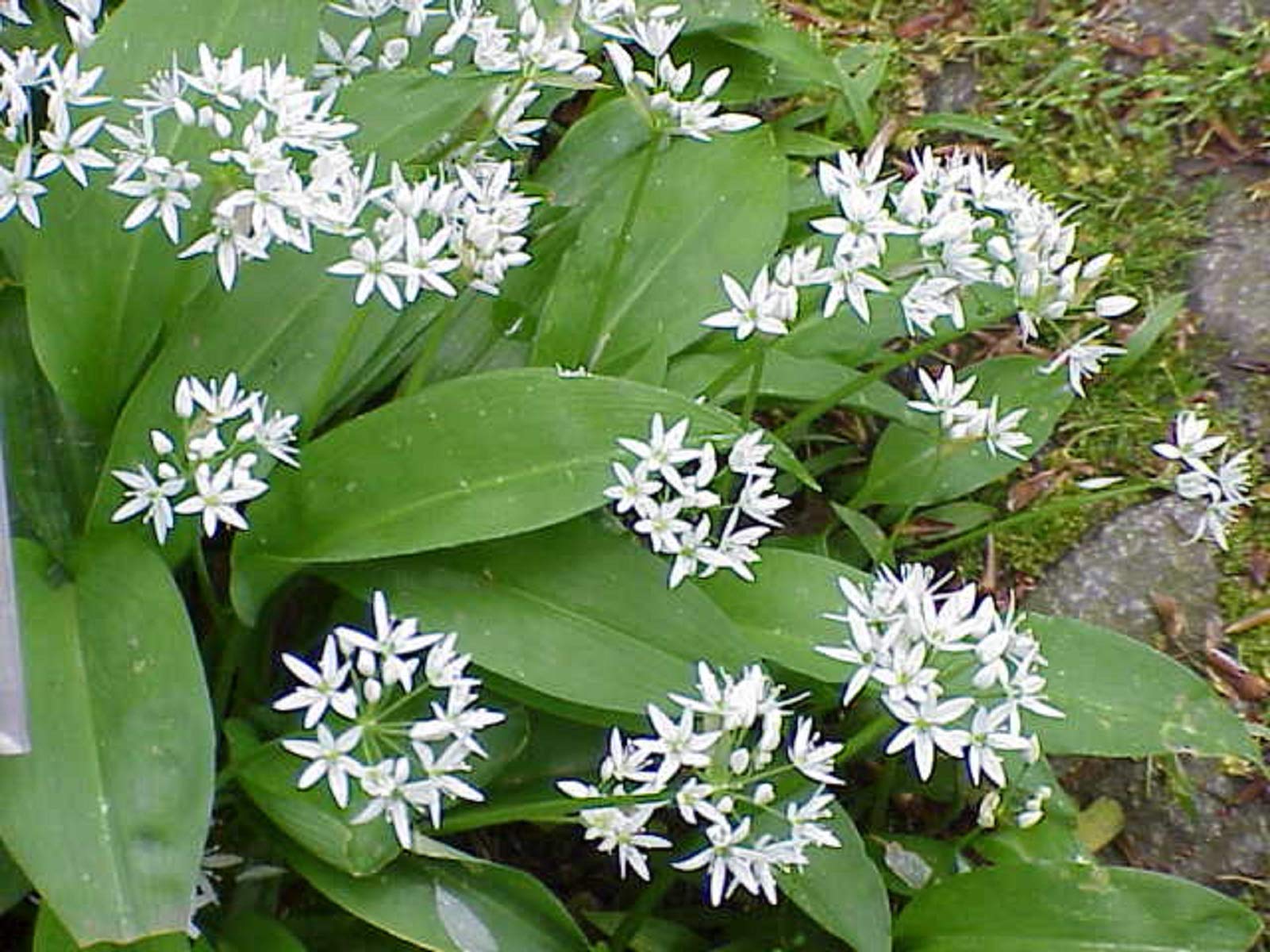Garlic Wild - RAMSONS (Allium URSINUM) … by Pretty Wild Seeds (100g)