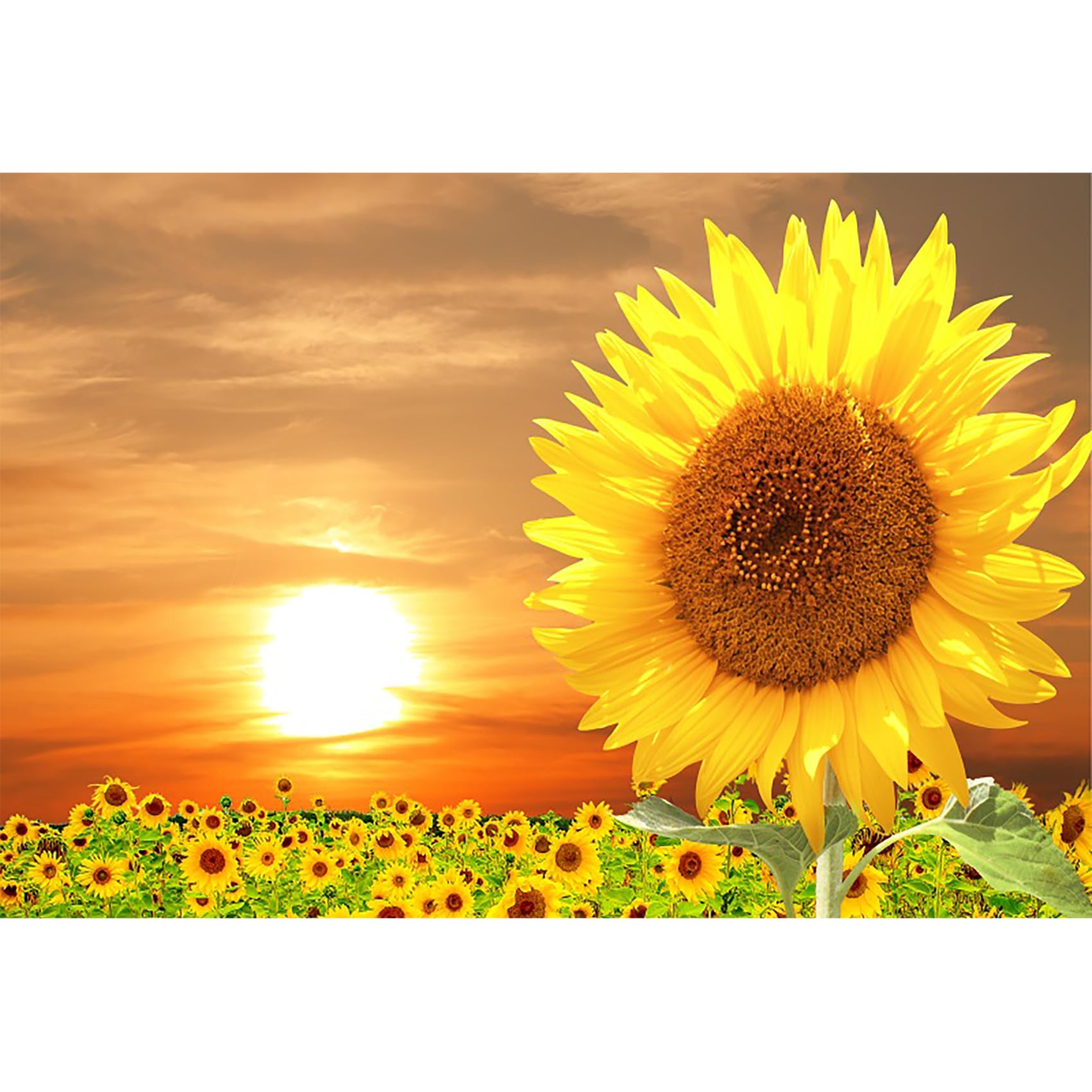 Baocicco 7x5ft Sunflowers Backdrop for Photography Sunrise Sunset Flower Field Floral Outdoor Photography Background Birthday Holiday Party Wedding