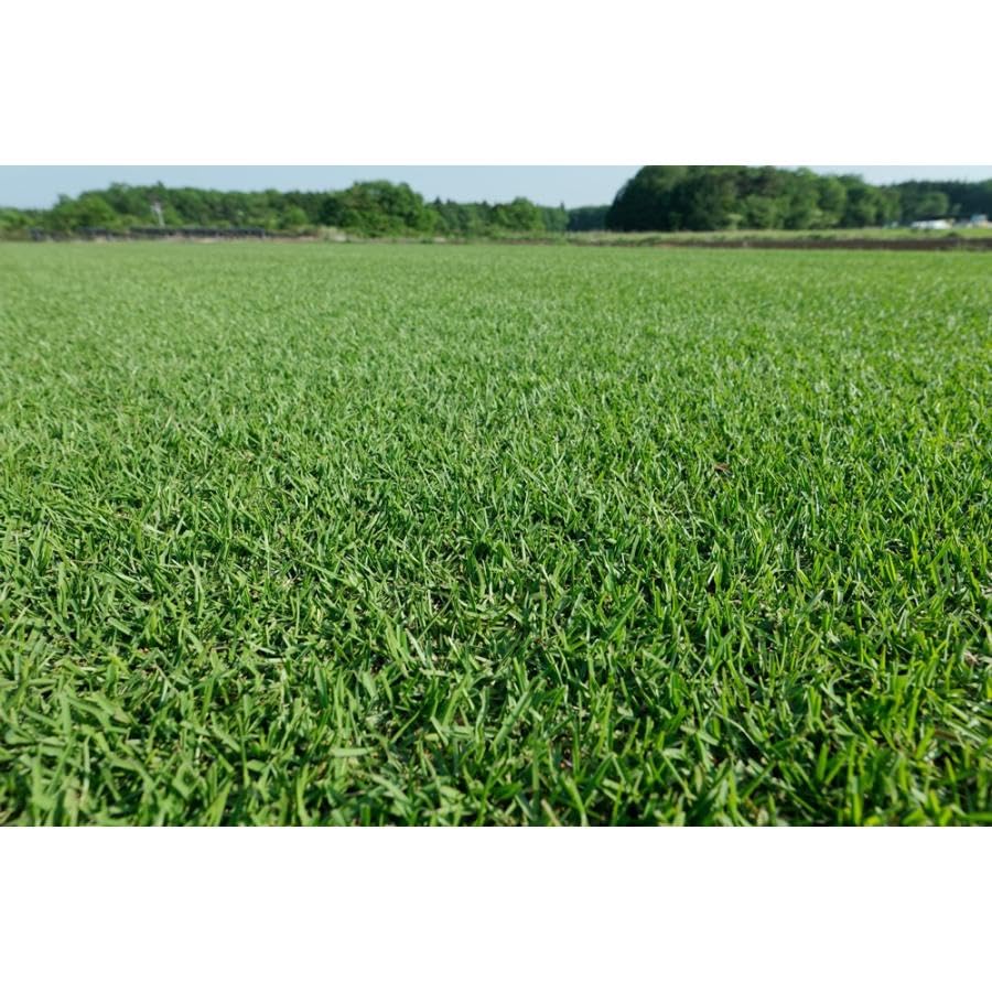 ティフブレア ピット苗540本(540マス分) ティフブレア ピット苗540本