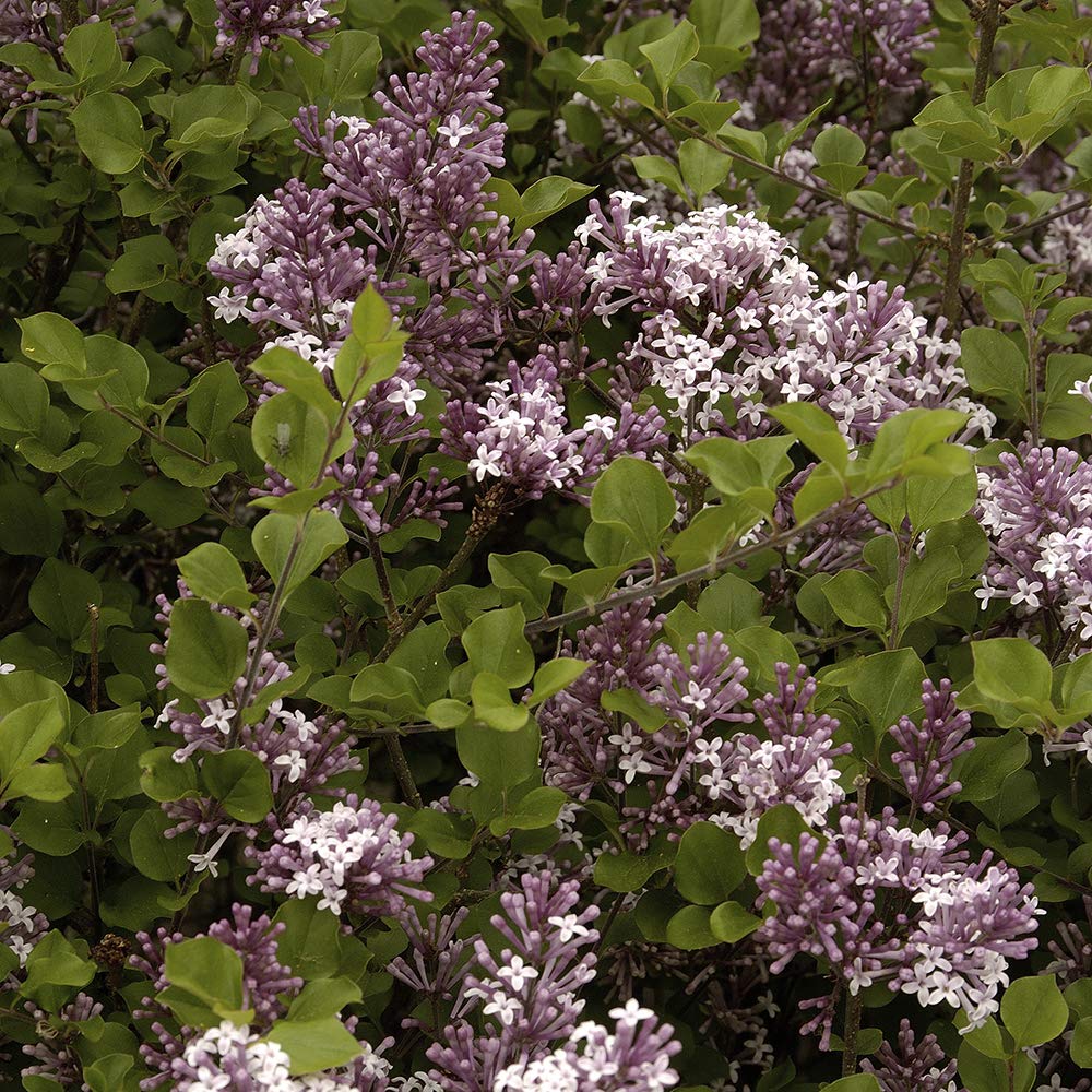 Dwarf Patio Lilac Bush Palibin 3l Pot Buy Online In Sint Maarten At Sintmaarten Desertcart Com Productid 87132322