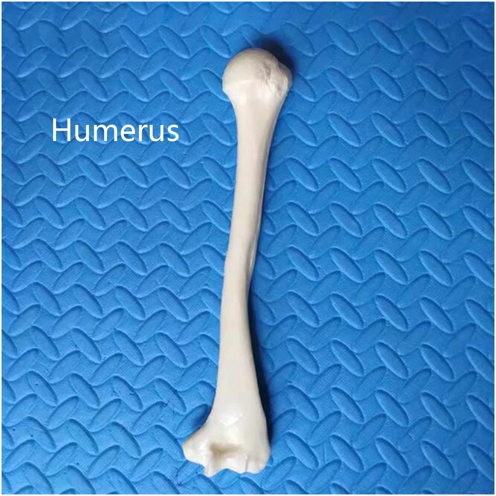 Modello di Scheletro Umano a grandezza Naturale Replica dello Scheletro di Anatomia Medica per Lo Studio dell'anatomia dello Scheletro Umano,Humerus