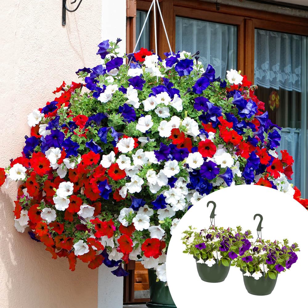 Yougarden Mixed Pre-Planted 'Patriotic' Mix Hanging Baskets, 2 X 25Cm Baskets