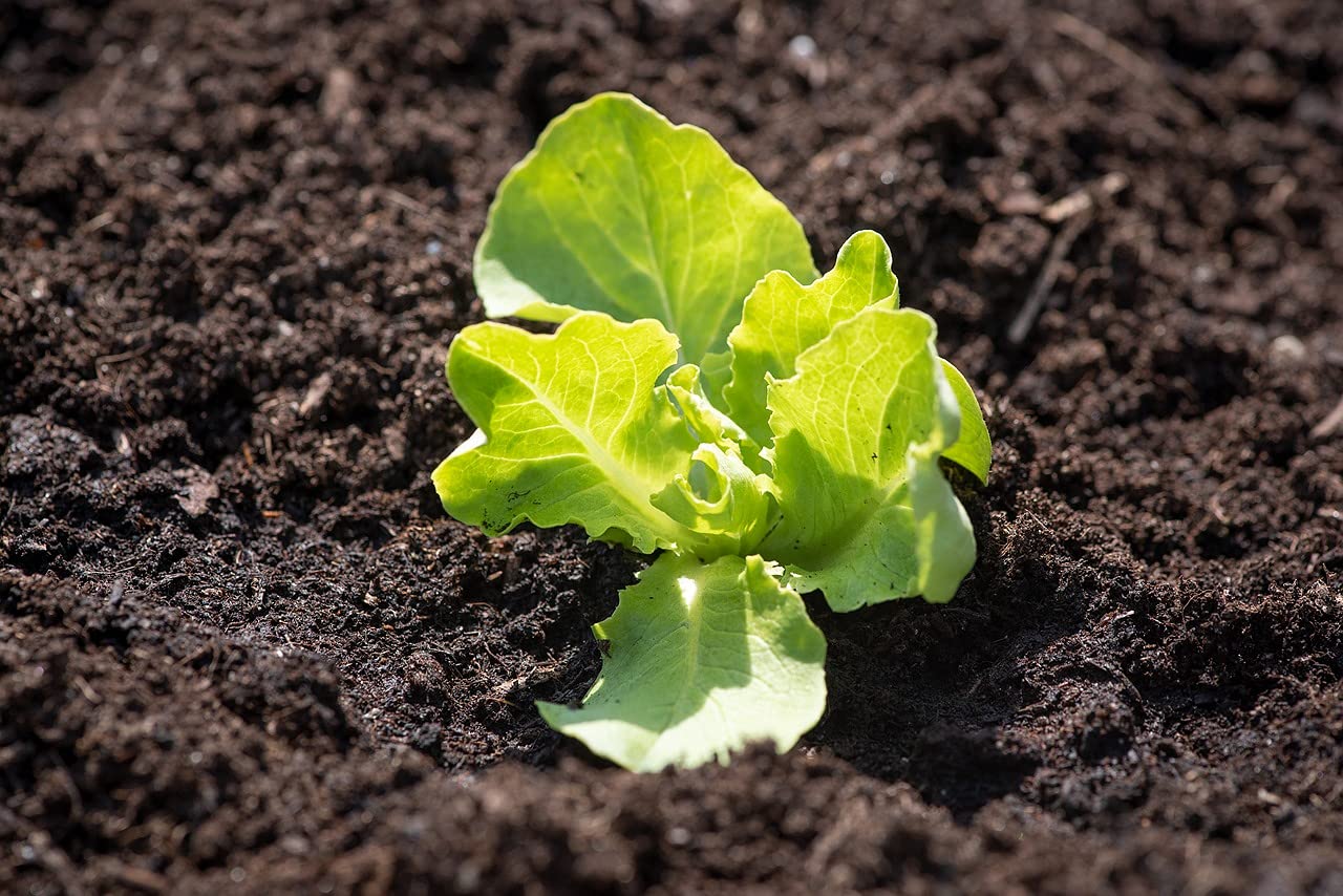 Lattuga Regina Di Maggio » Laudi Srl: Orto E Giardinaggio, Cibo E