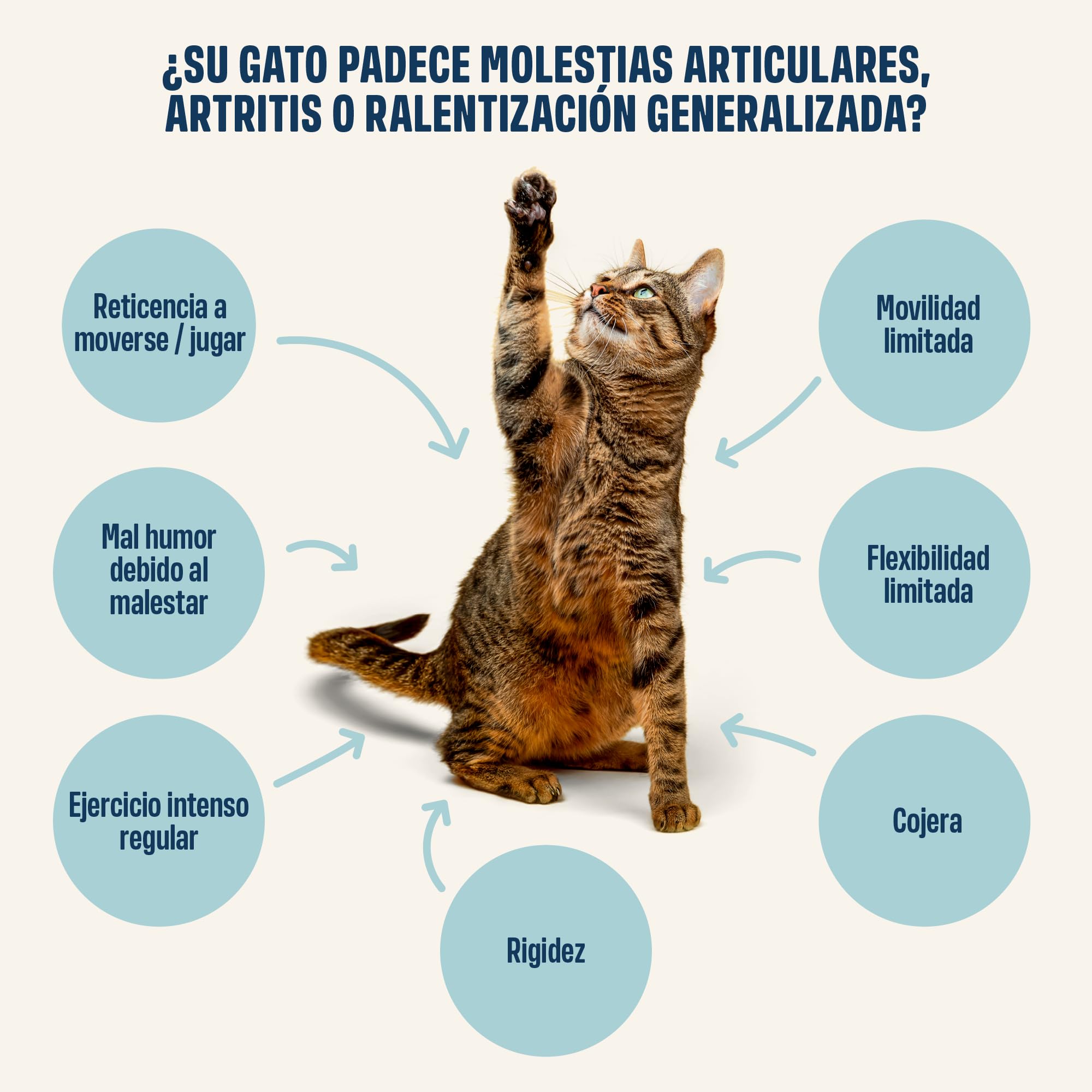 ivvi Hip & Joint Essence para Gatos – Crema Funcional para Las Articulaciones con Glucosamina, Condroitina, Mejillón de Labios Verdes y Aceite de Salmón – Ayuda Articular – 30x15g – con Atún Real
