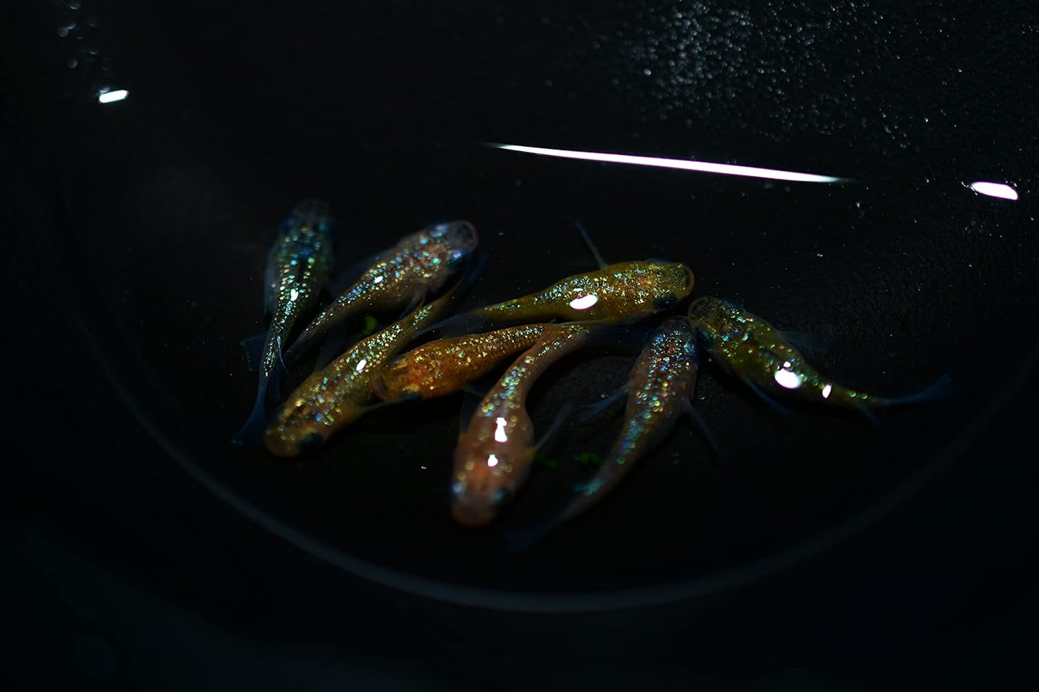 めだか オーロララメダルマめだか ダルマ ショート体型 若魚 成魚２ペア Quoyeser Com