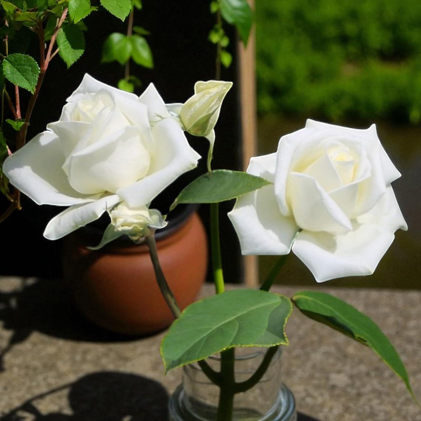 Carbeth Plants Rose Bush Polar Star Garden Ready Flowering Plant in 3L Pot