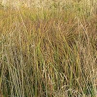 Vista 3 de Outsidepride Little Bluestem - Semilla de césped nativa, ornamental, pradera, resistente a la sequía, 25 libras
