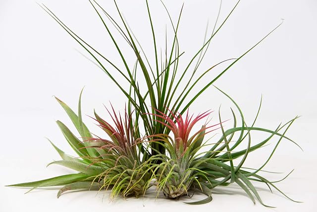 5 Air Plants Mixed Tillandsia - Large Plants - Indoor House Plants