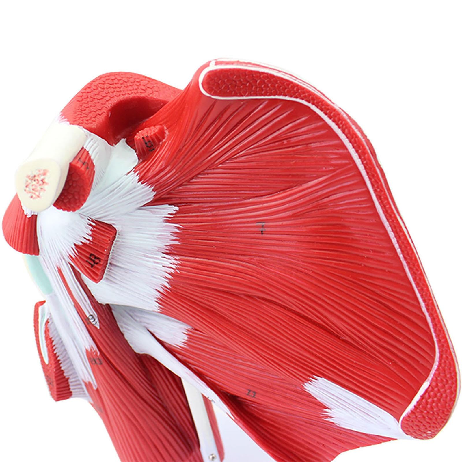 Amazon.co.jp: 肩関節筋肉模型-腱板から肩甲下筋まで-解剖学教育ツール